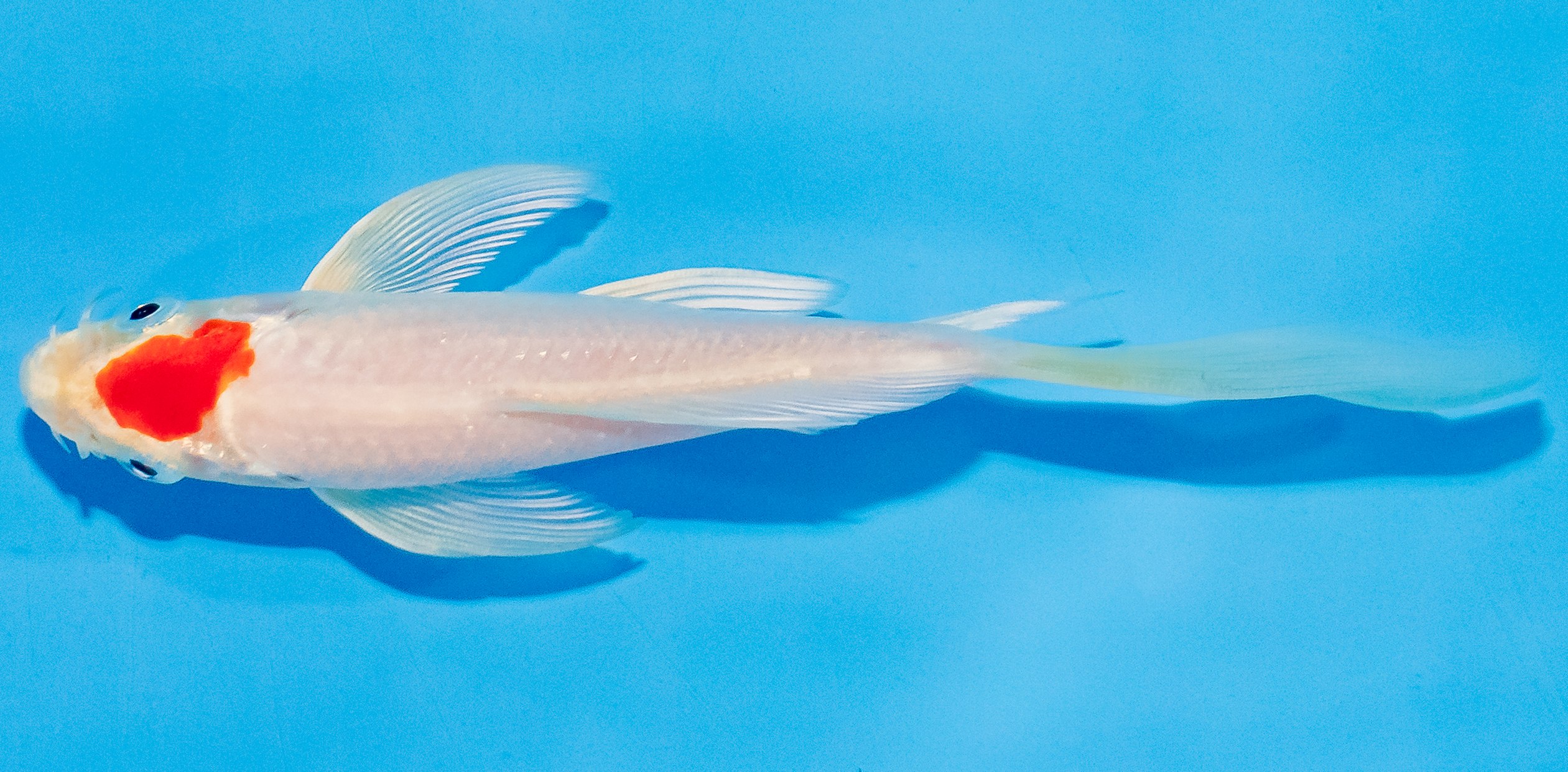 Butterfly Koi 14-17cm Nr. 3748