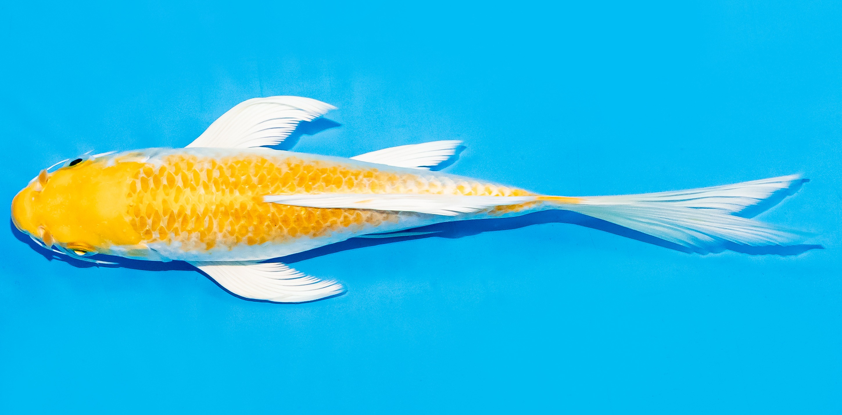 Butterfly Koi 20-25cm Nr. 7344