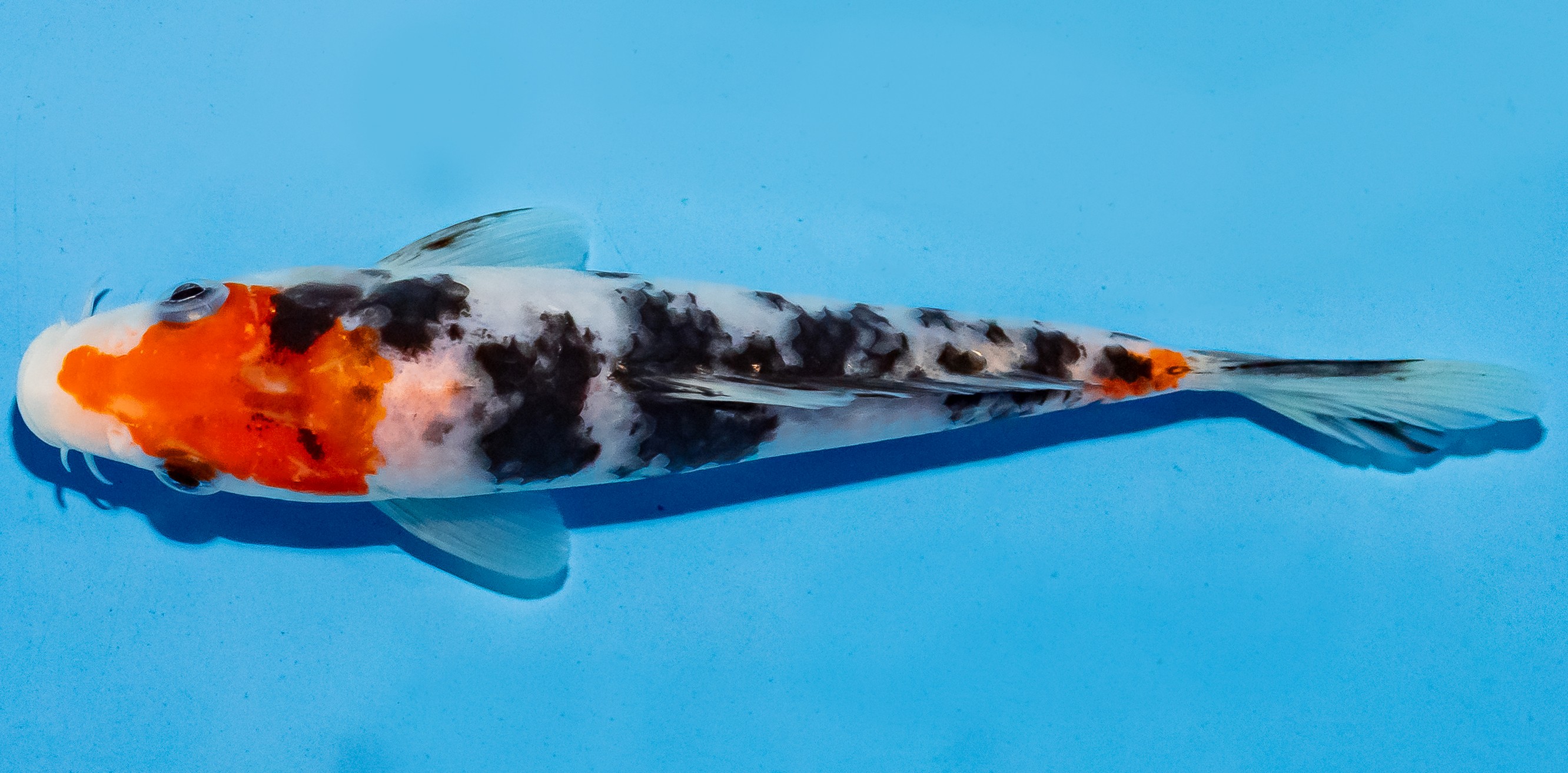 Koi 14-17cm Nr. 6166