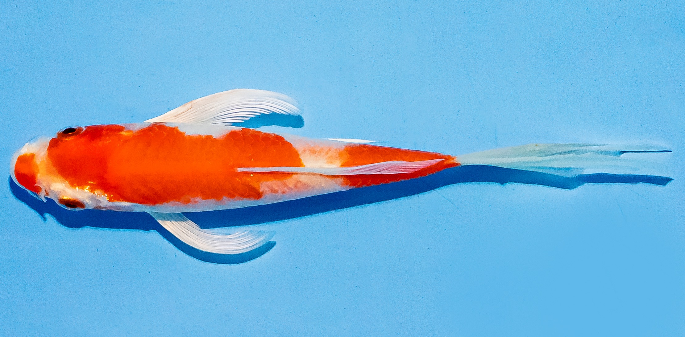 Butterfly Koi 14-17cm Nr. 5790