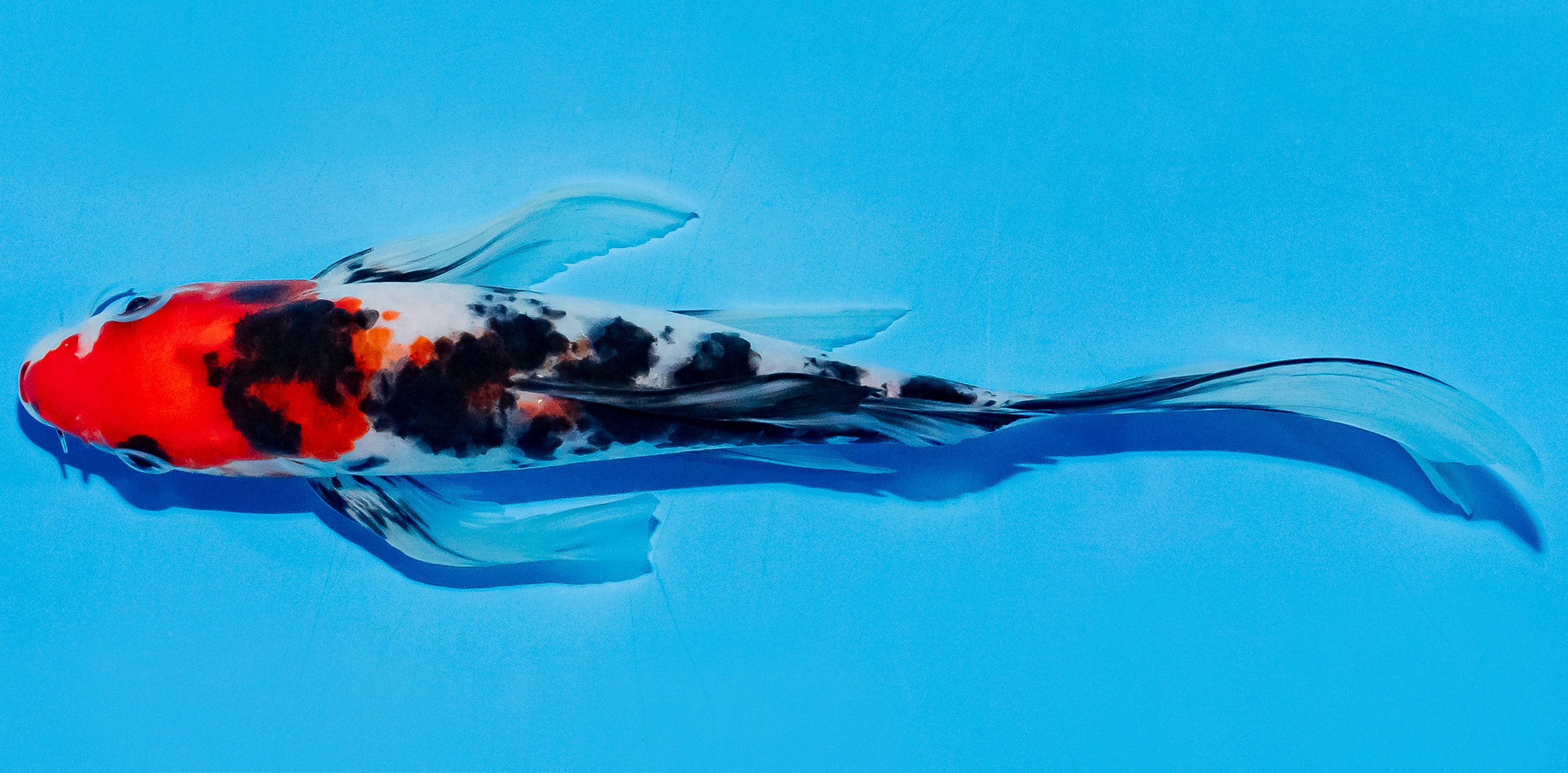 Butterfly Koi 20-25cm Nr. 5407