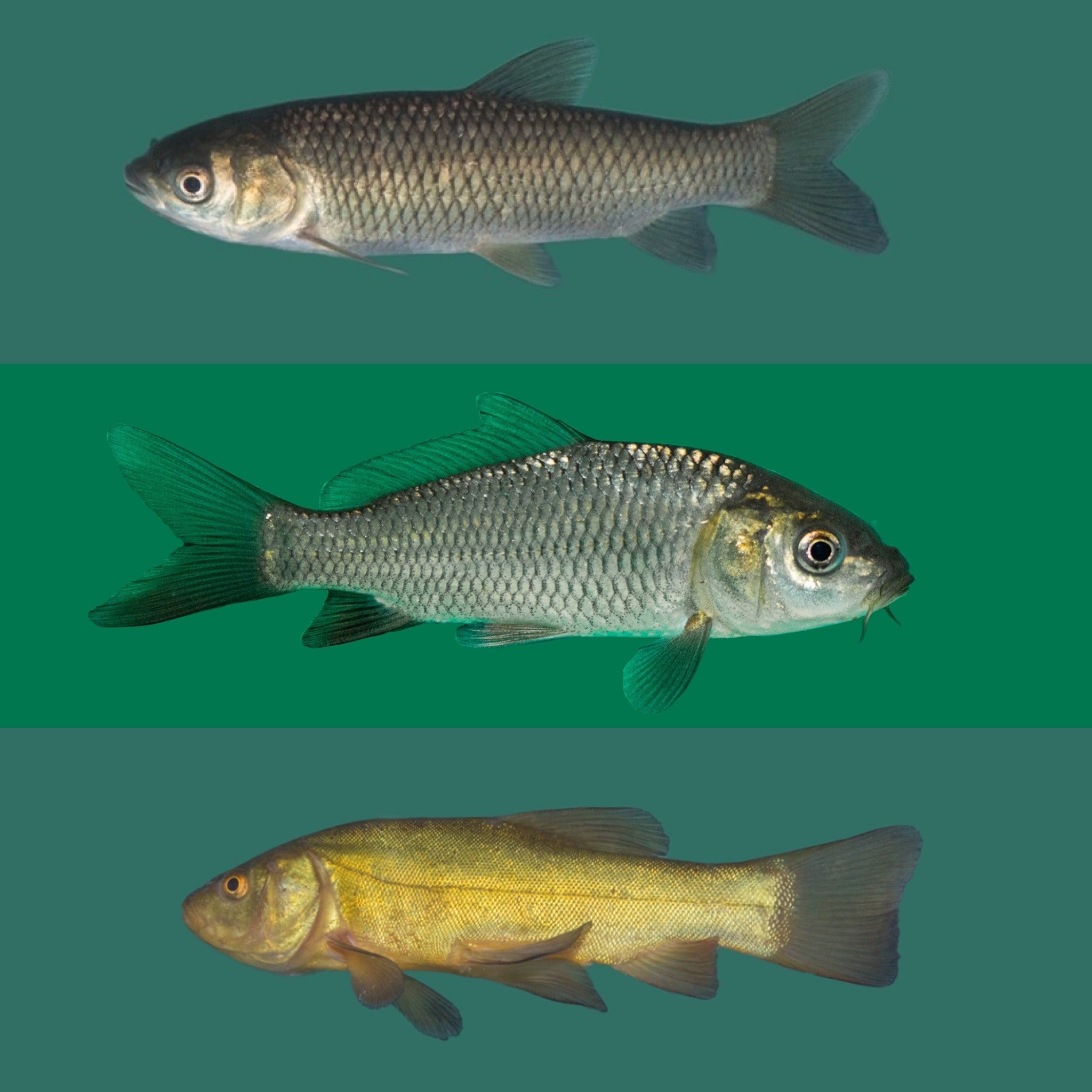 Besatzfisch Paket 10-15cm  30 Fische "frachtfrei"