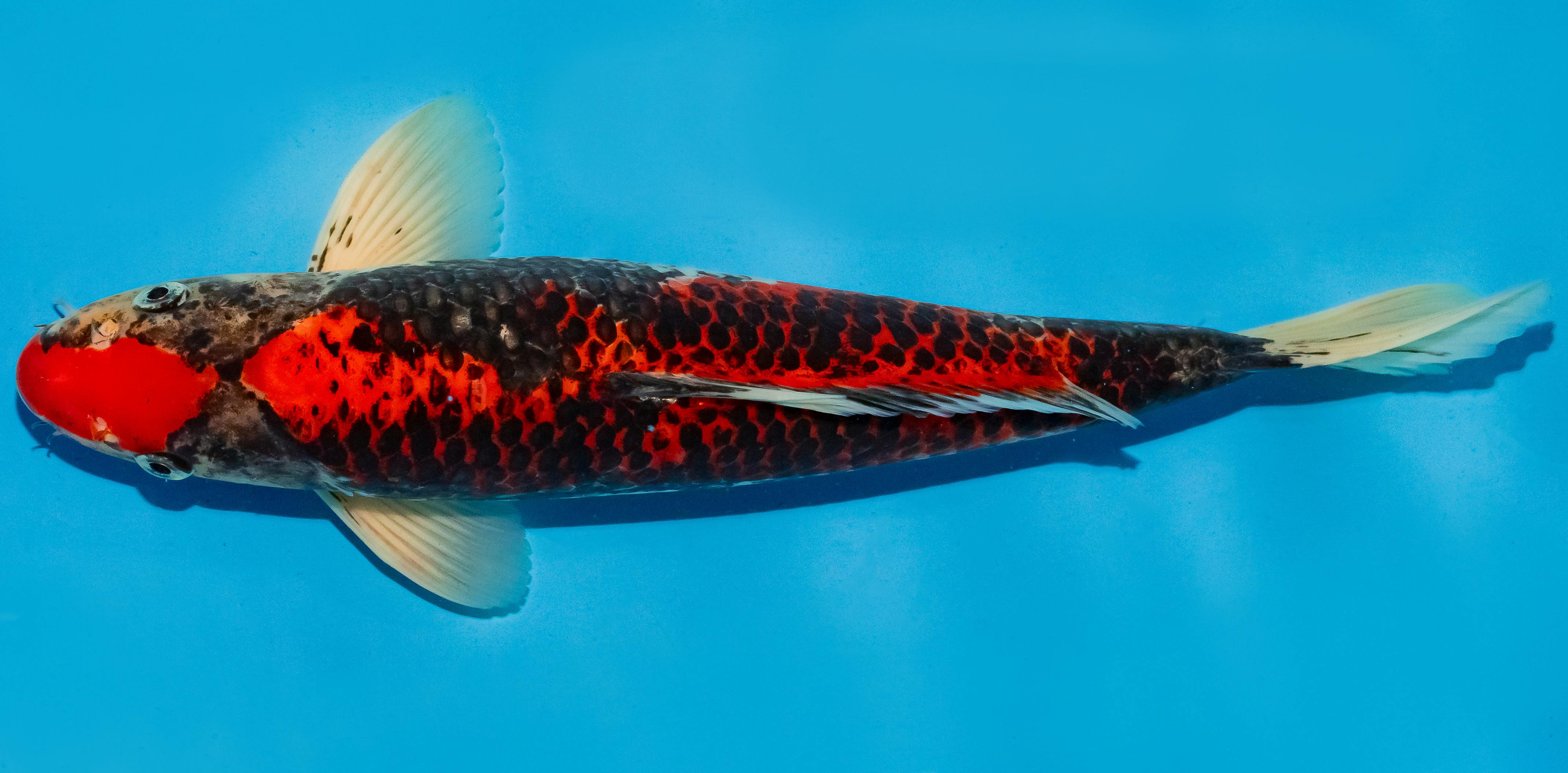 Koi 35-40cm Nr. 6732