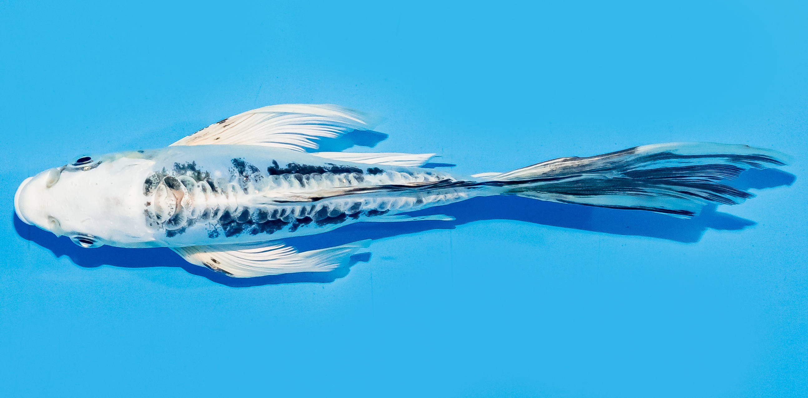 Butterfly Koi 17-20cm Nr. 6940