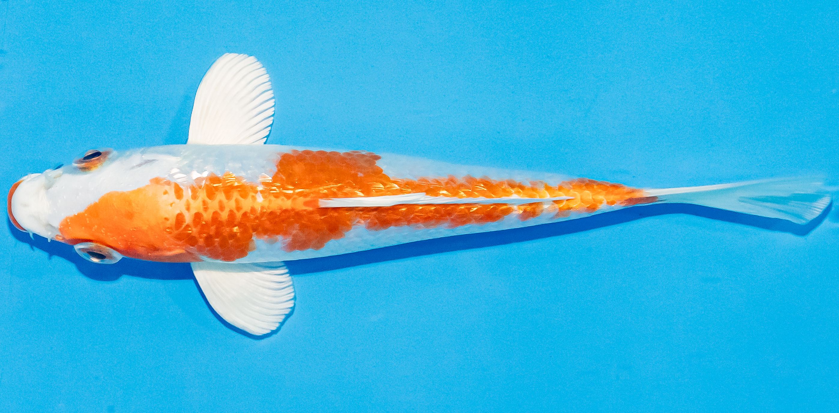 Koi 14-17cm Nr. 3036
