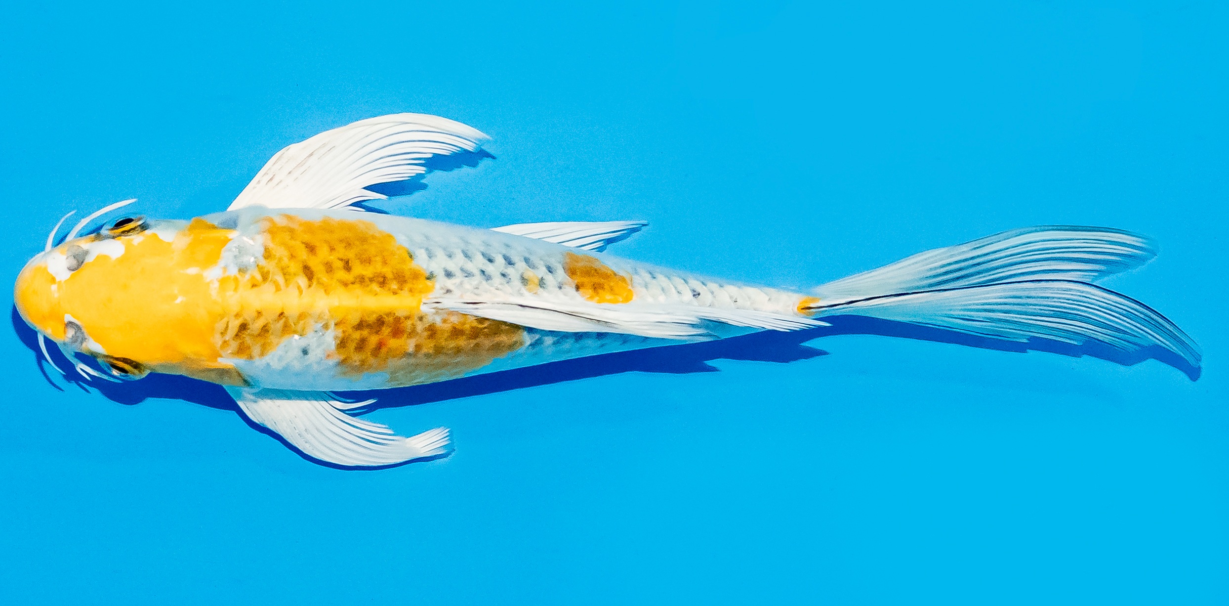 Butterfly Koi 20-25cm Nr. 5467