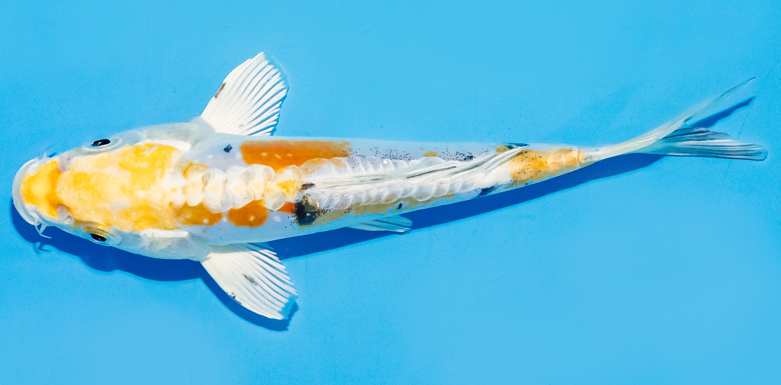 Koi 17-20cm Nr. 7807