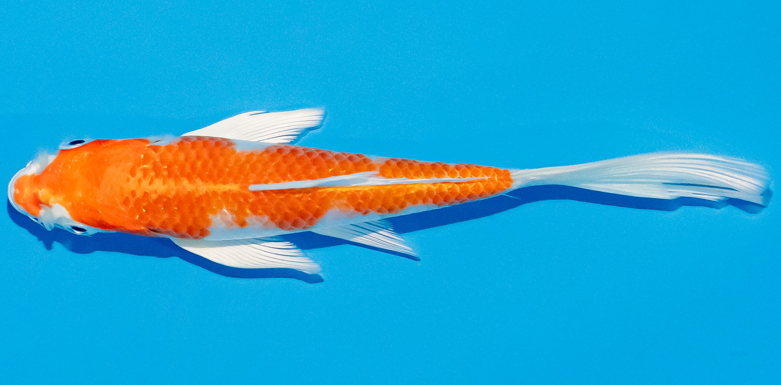 Butterfly Koi 14-17cm Nr. 2515