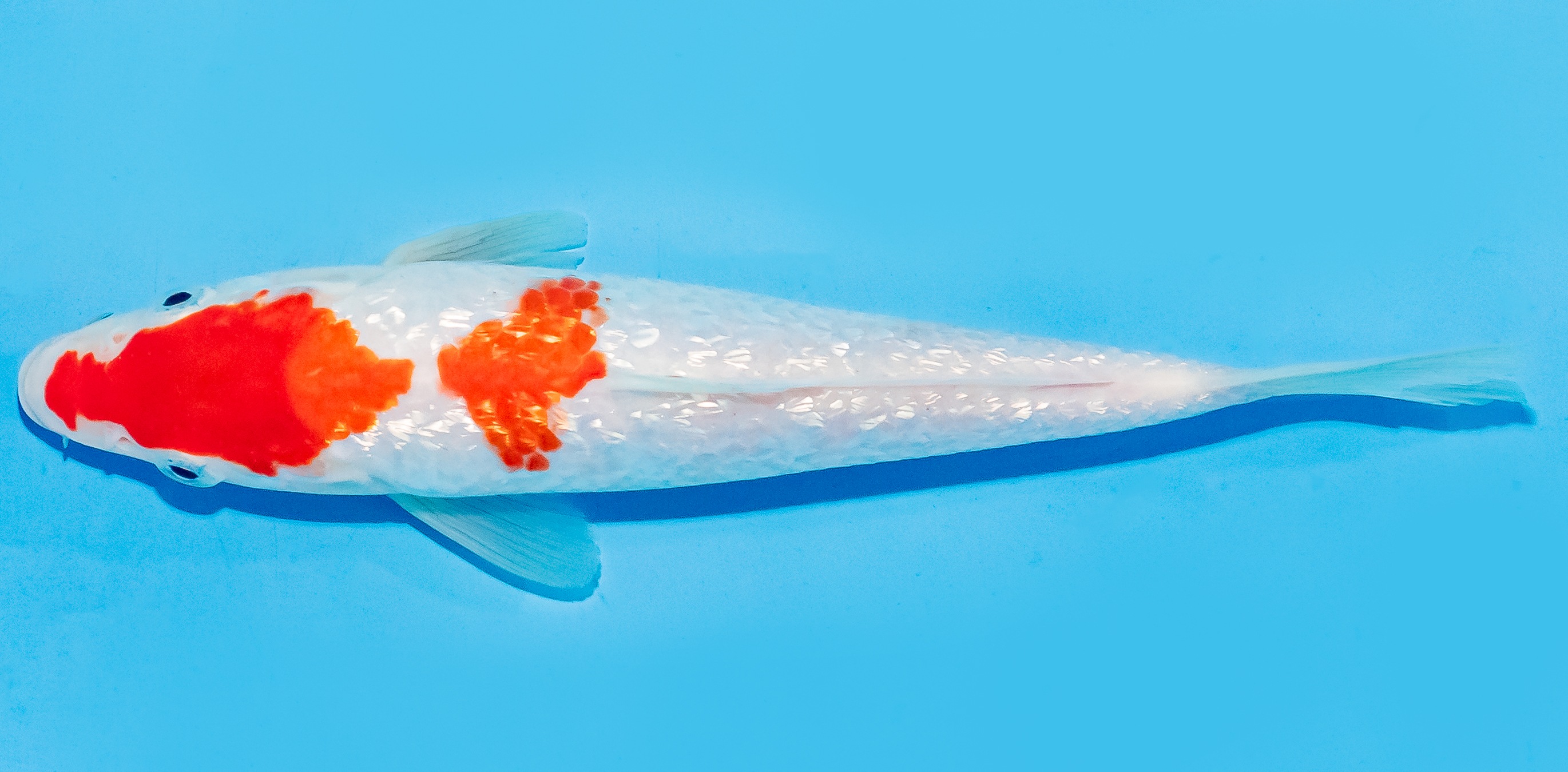 Koi 17-20cm Nr. 7160
