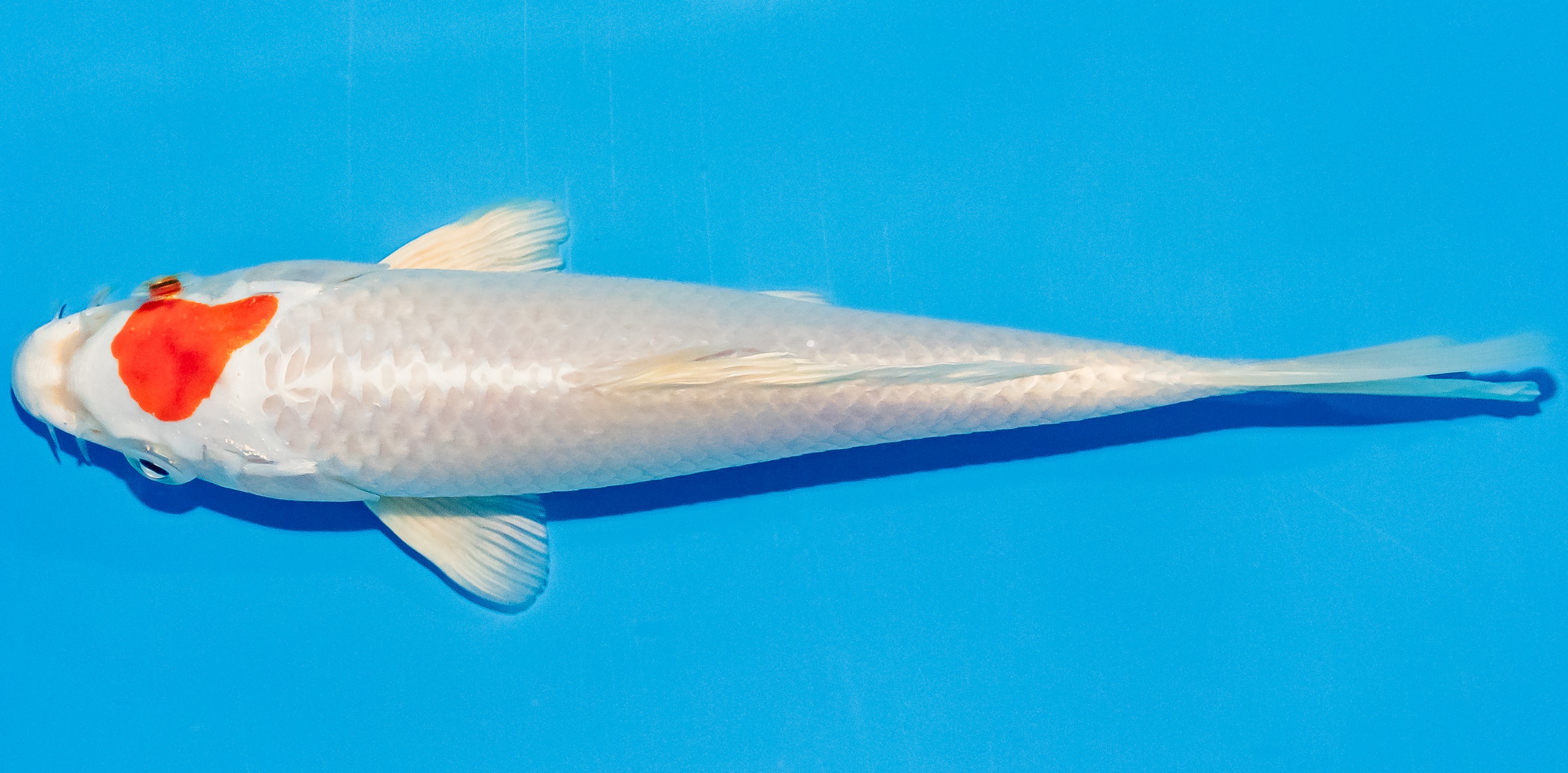 Koi 14-17cm Nr. 2704