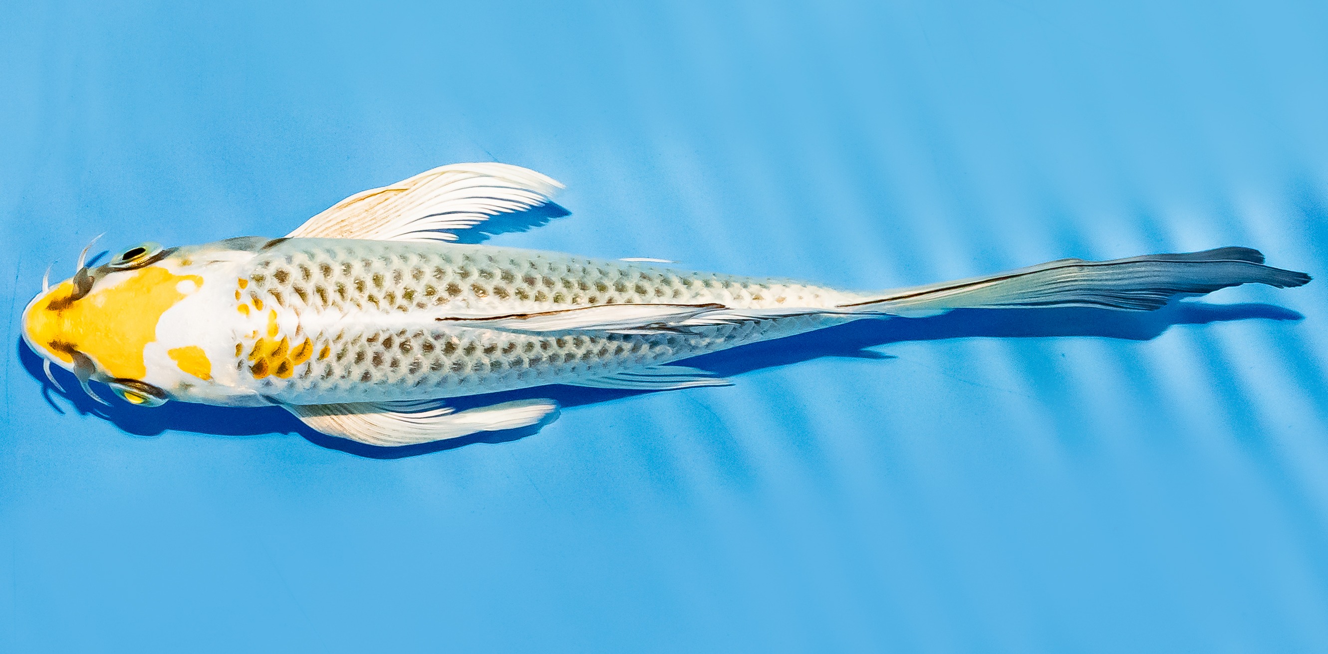 Butterfly Koi 17-20cm Nr. 5963