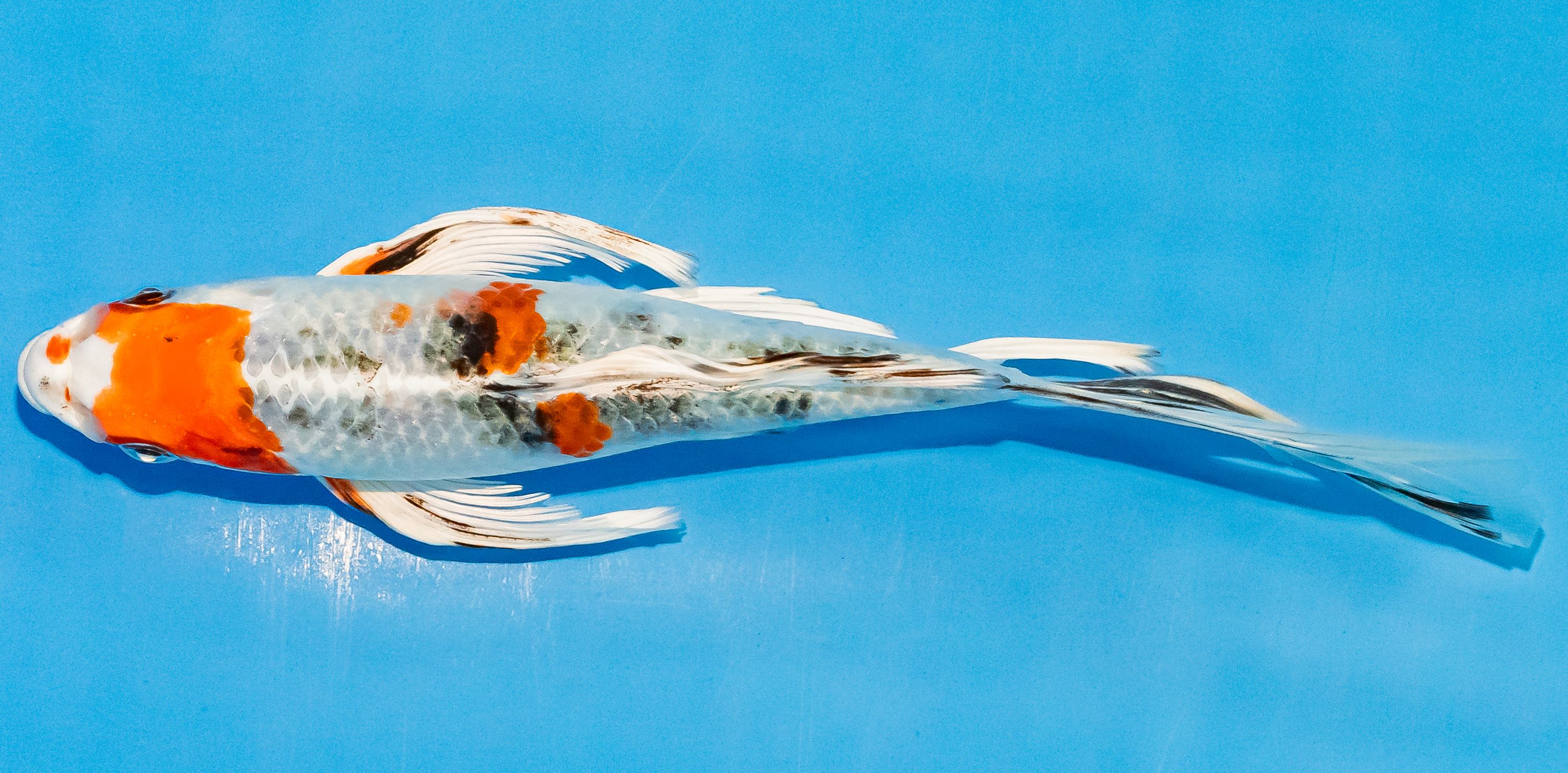 Butterfly Koi 20-25cm Nr. 3356