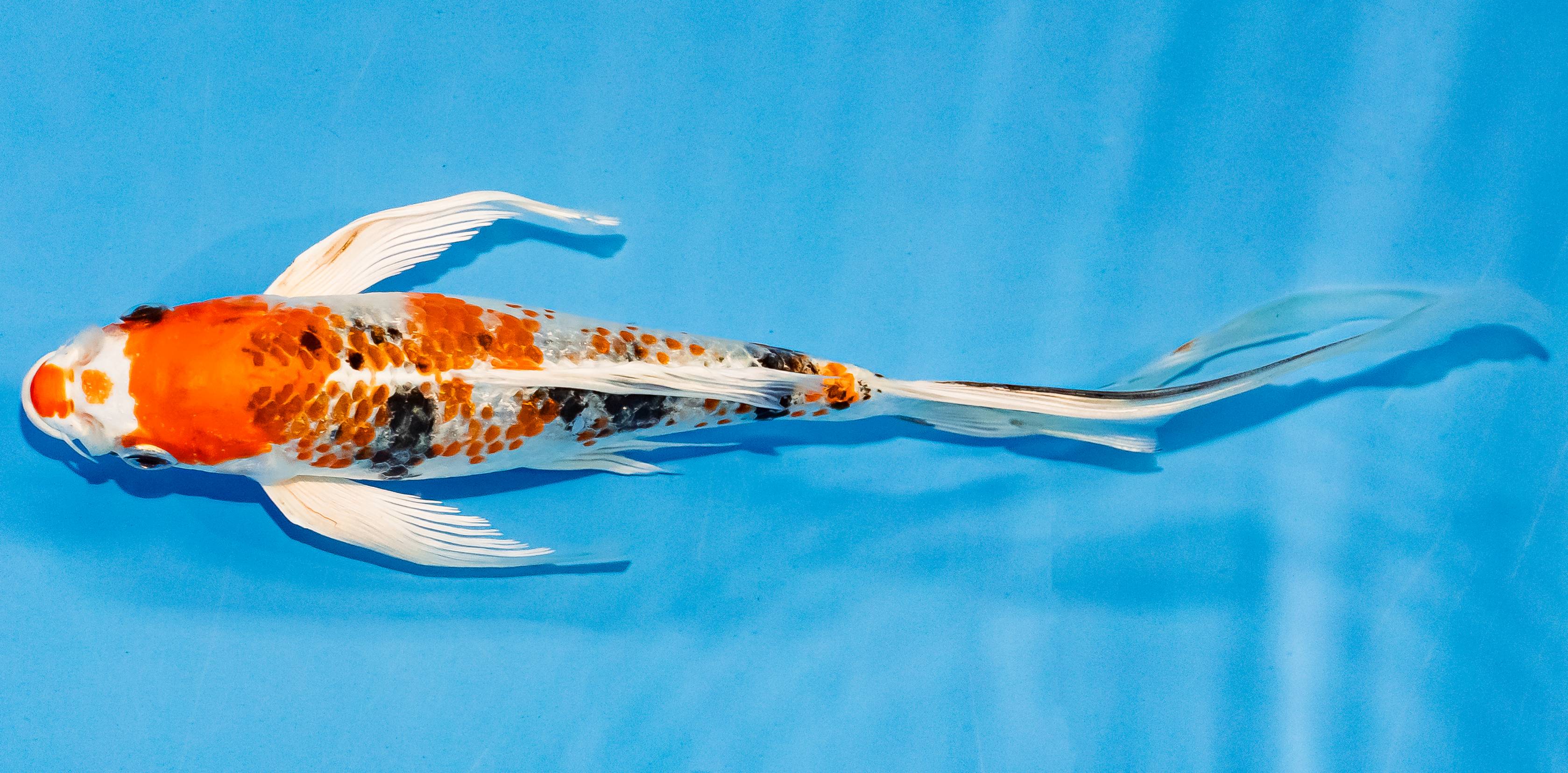 Butterfly Koi 20-25cm Nr. 3358