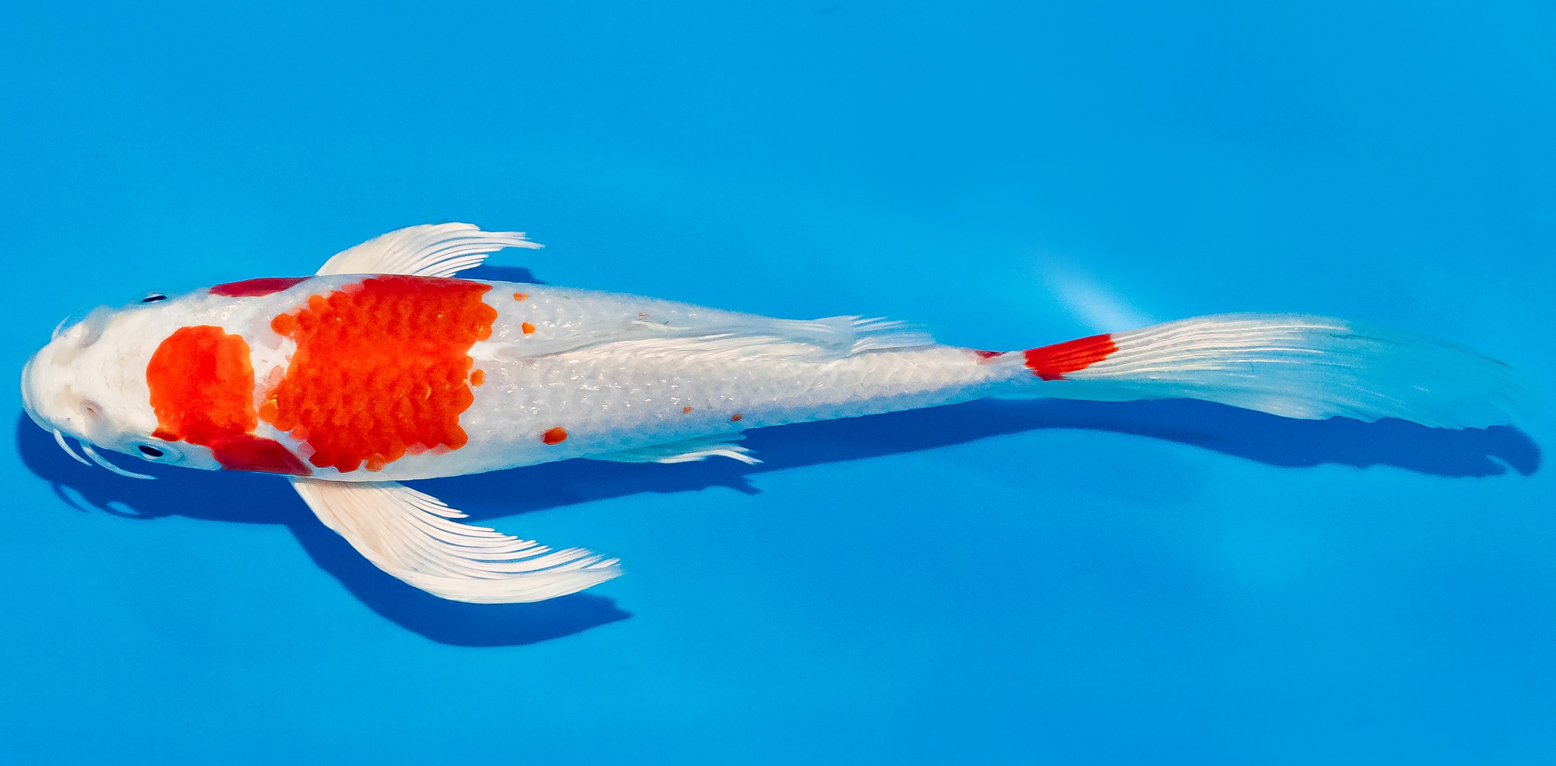 Butterfly Koi 20-25cm Nr. 3405