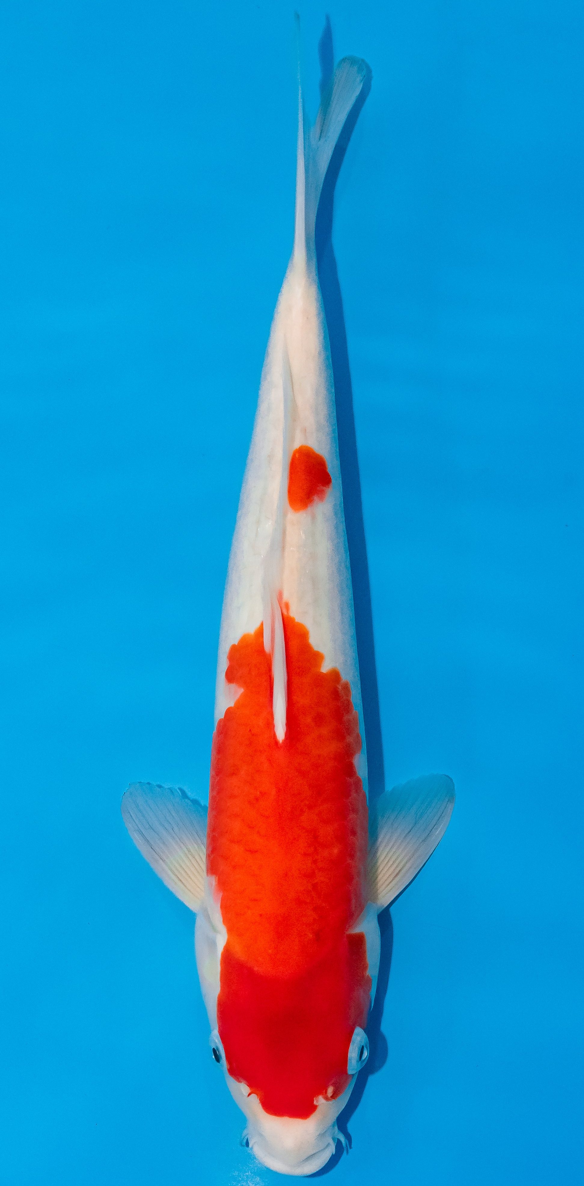 Koi 30-35cm Nr. 1001