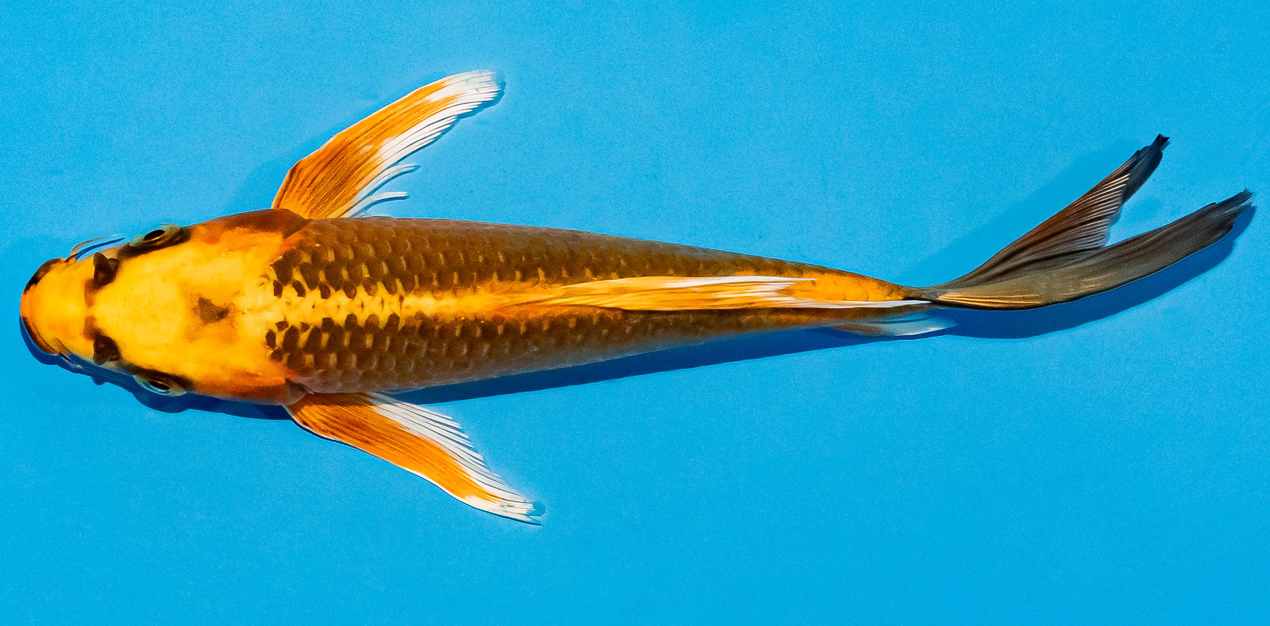 Butterfly Koi 20-25cm Nr. 5489