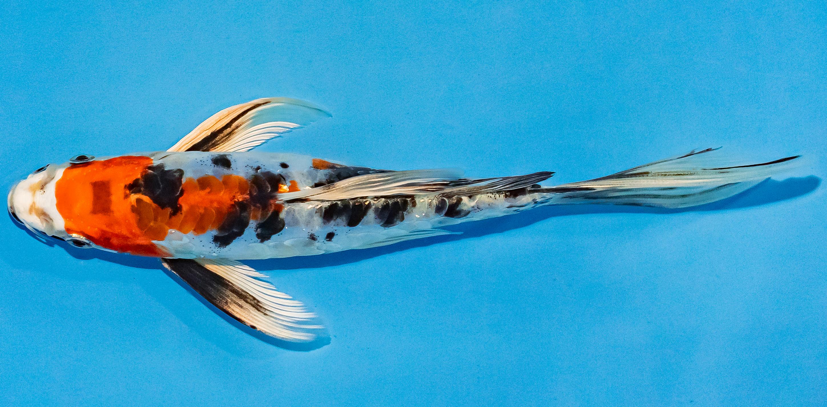 Butterfly Koi 20-25cm Nr. 3357