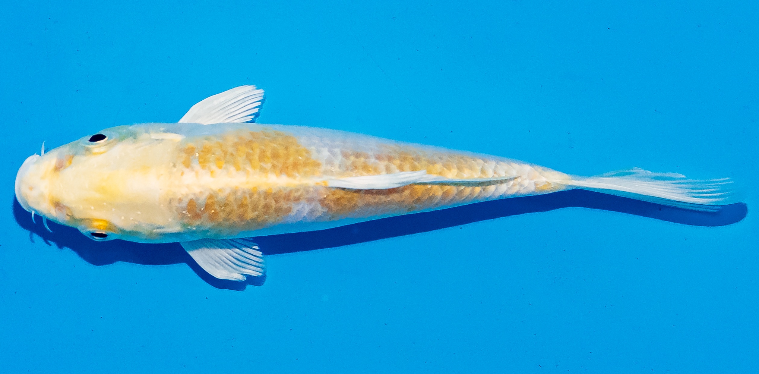 Koi 14-17cm Nr. 6191