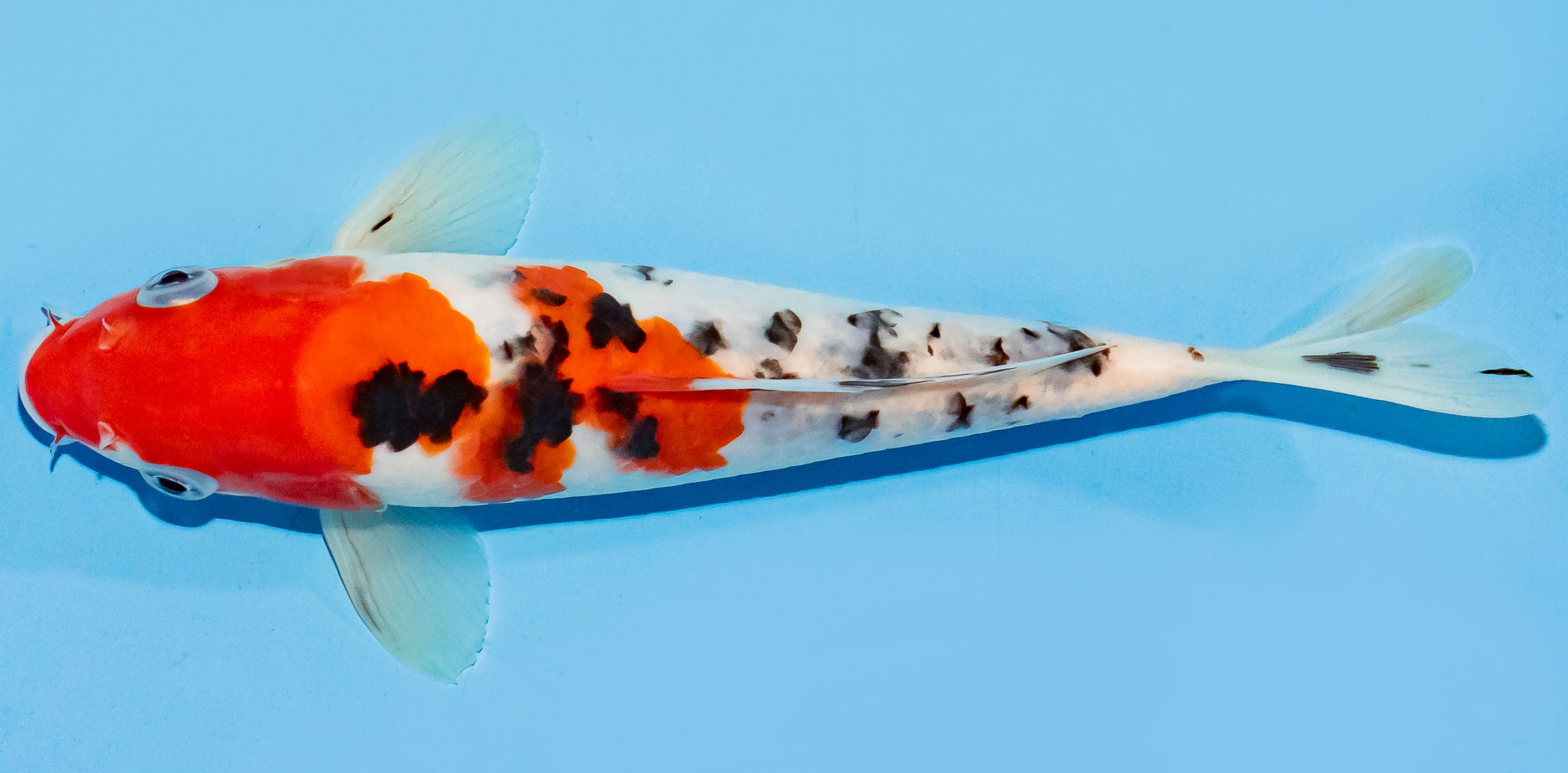 Koi 20-25cm Nr. 7528