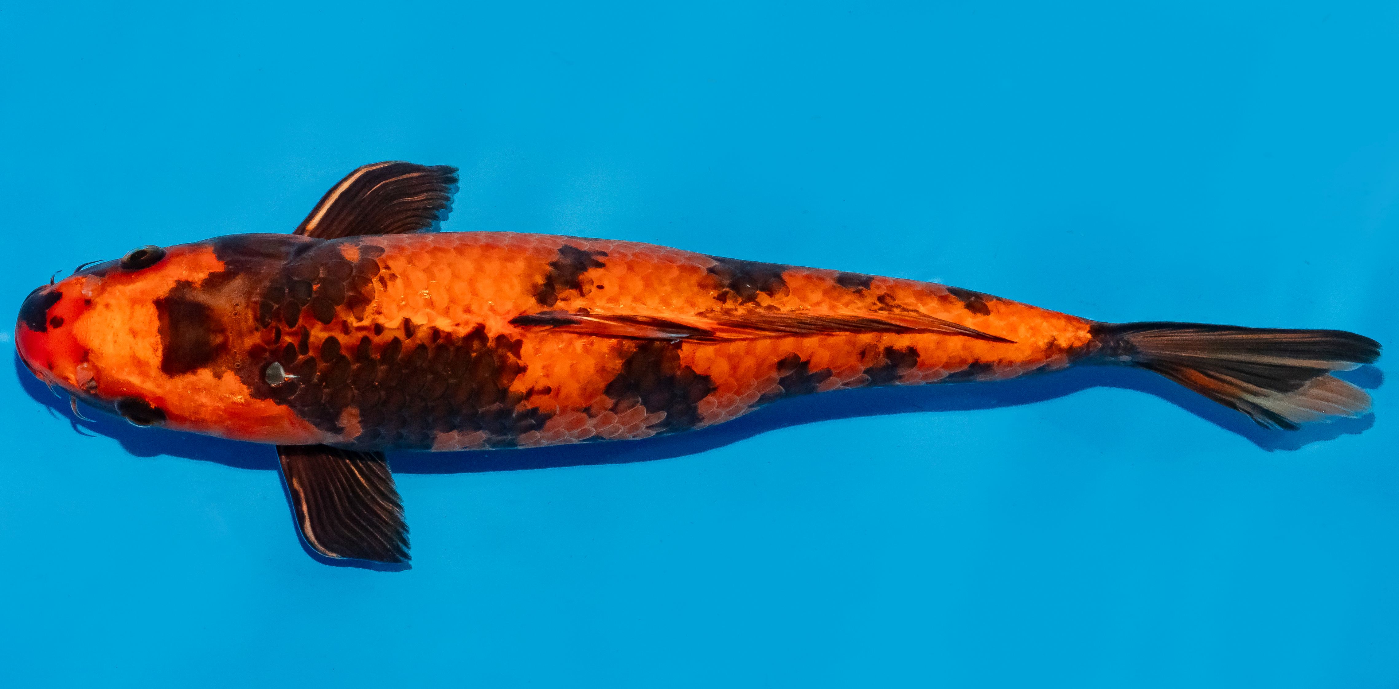 Koi 35-40cm Nr. 6729