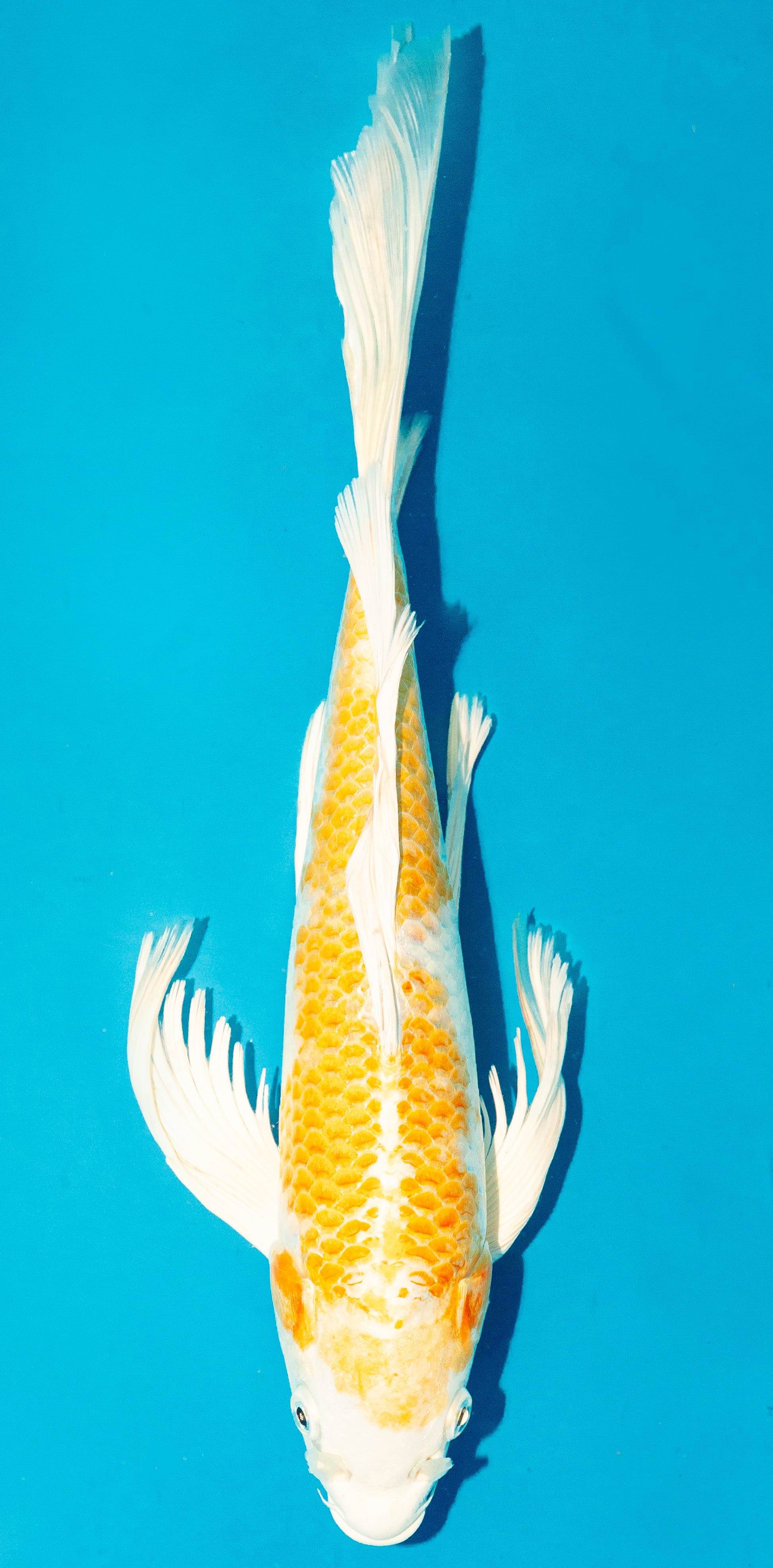 Butterfly Koi 35-40cm Nr. 4520