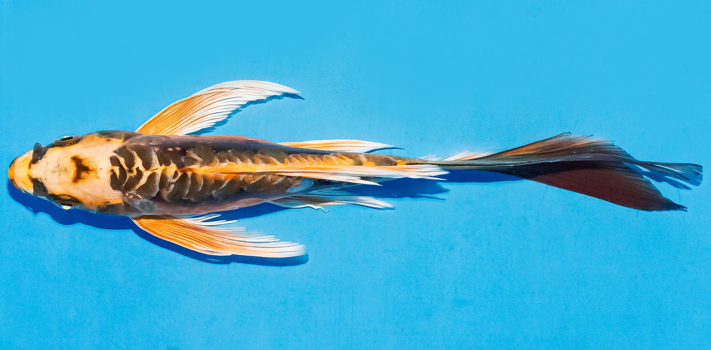 Butterfly Koi 17-20cm Nr. 5959