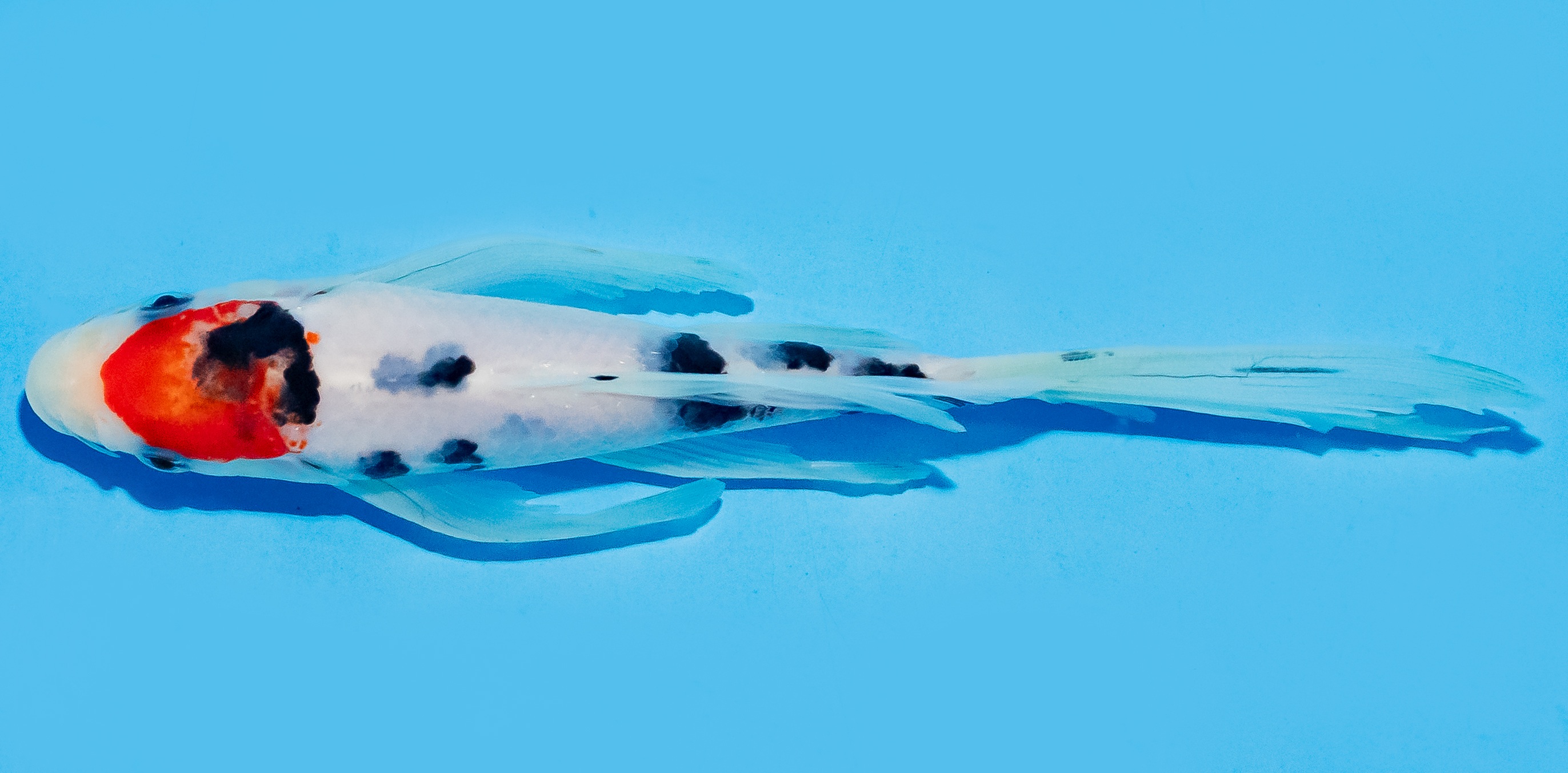 Butterfly Koi 17-20cm Nr. 6938