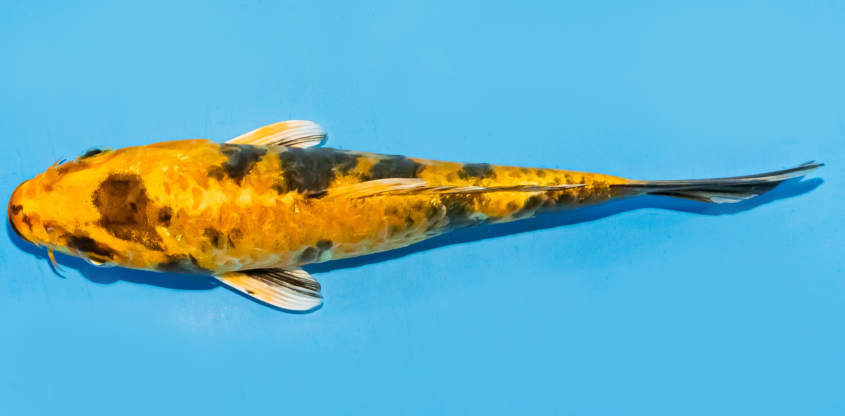 Koi 17-20cm Nr. 7157