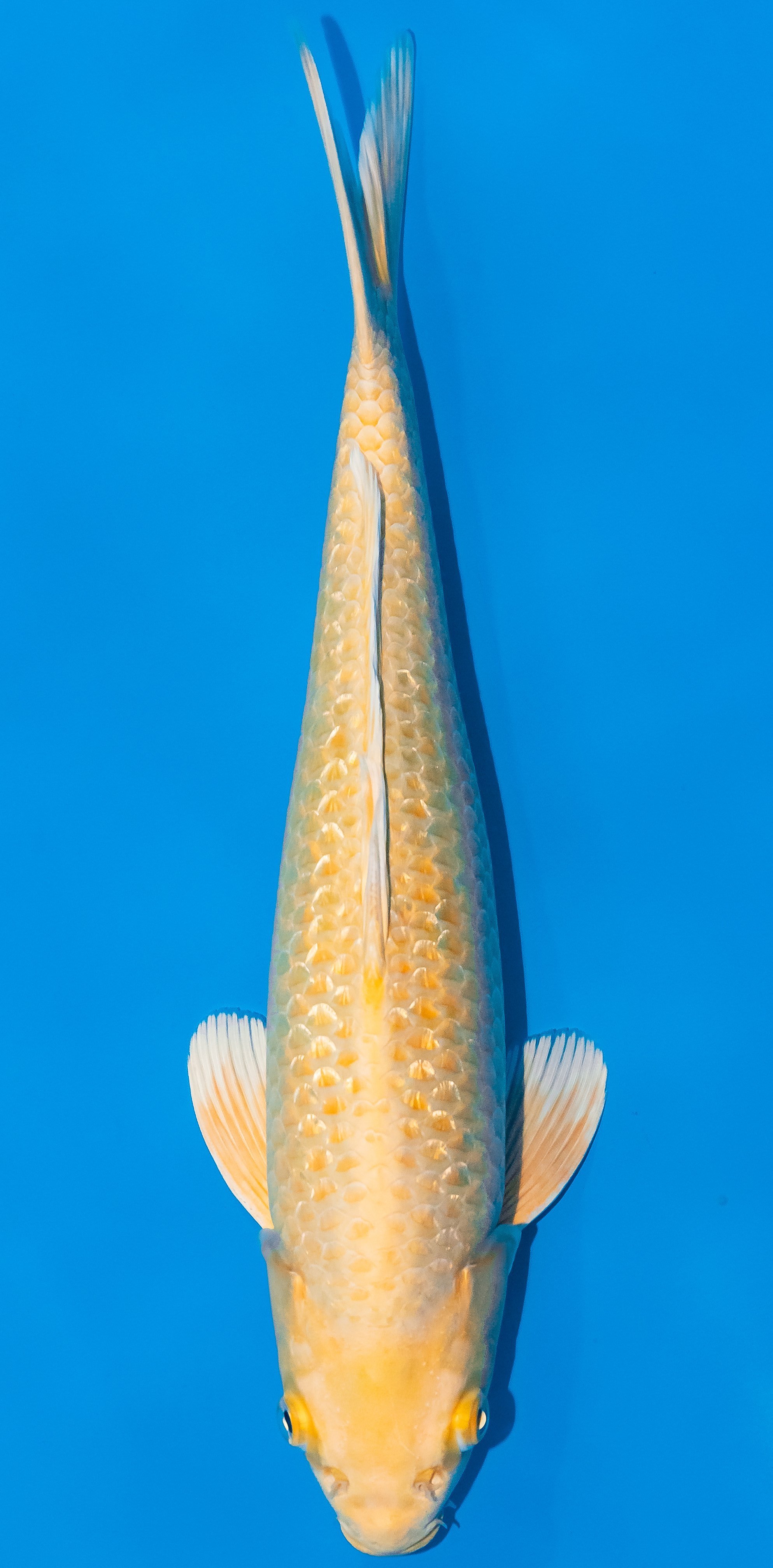 Koi 35-40cm Nr. 1113