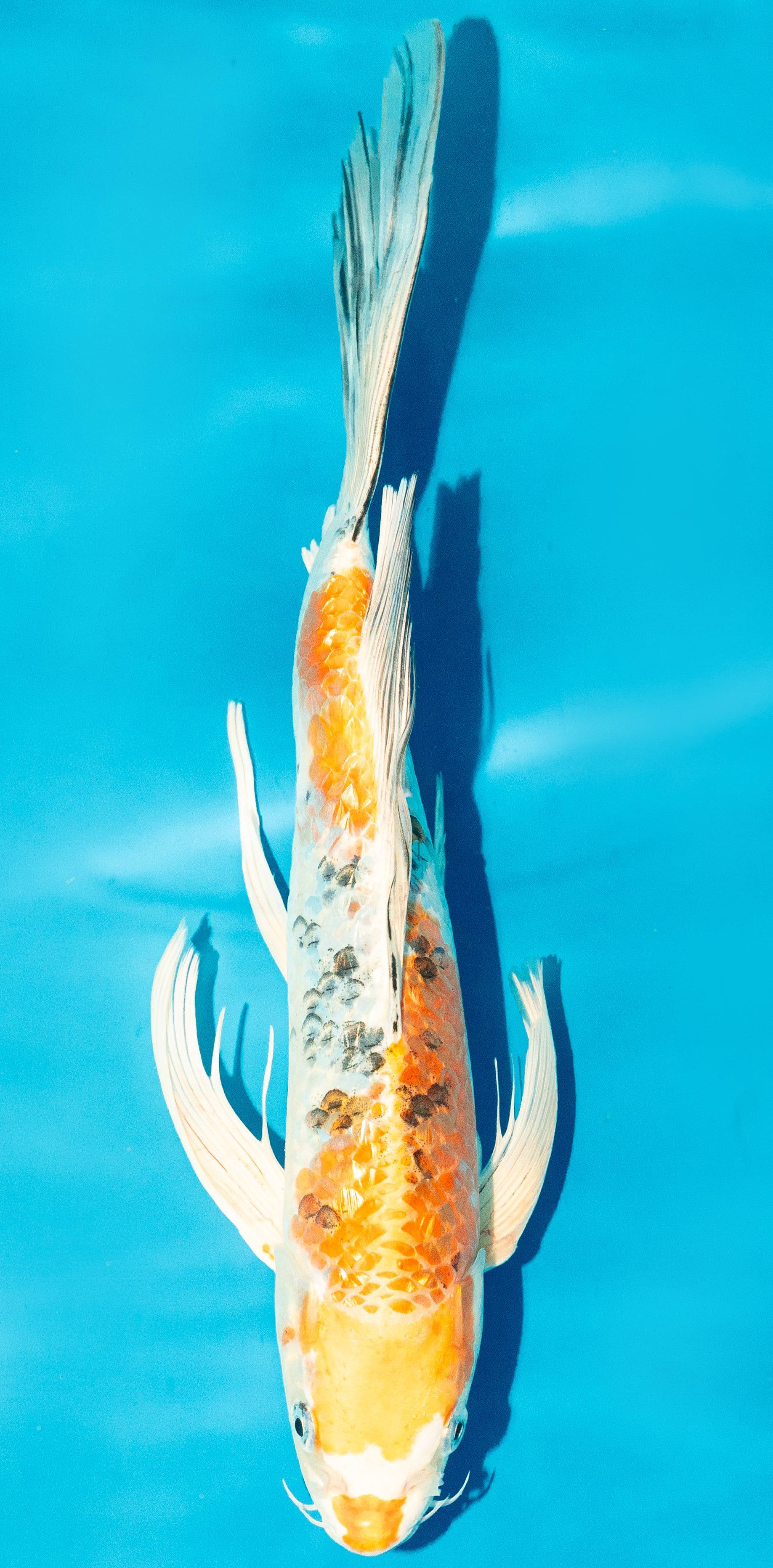 Butterfly Koi 35-40cm Nr. 4512