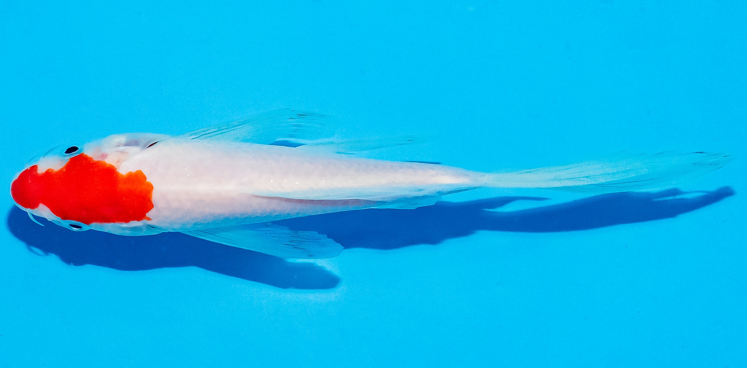 Butterfly Koi 17-20cm Nr. 5960