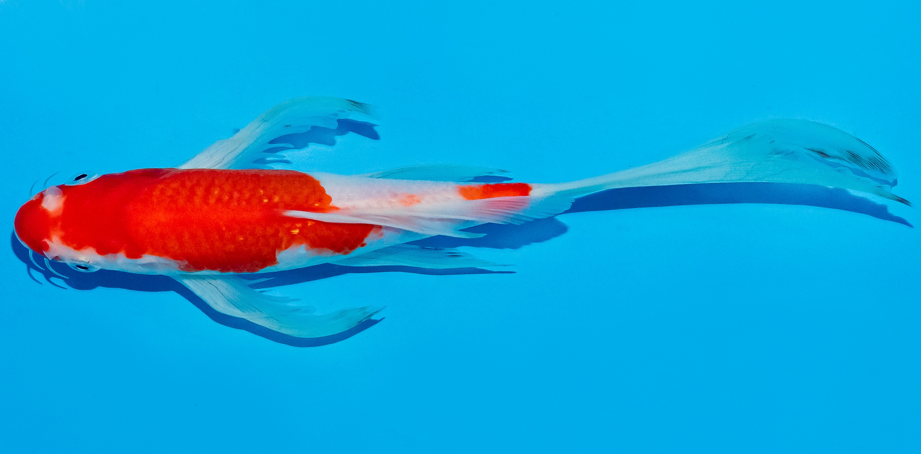 Butterfly Koi 25-30cm Nr. 6411