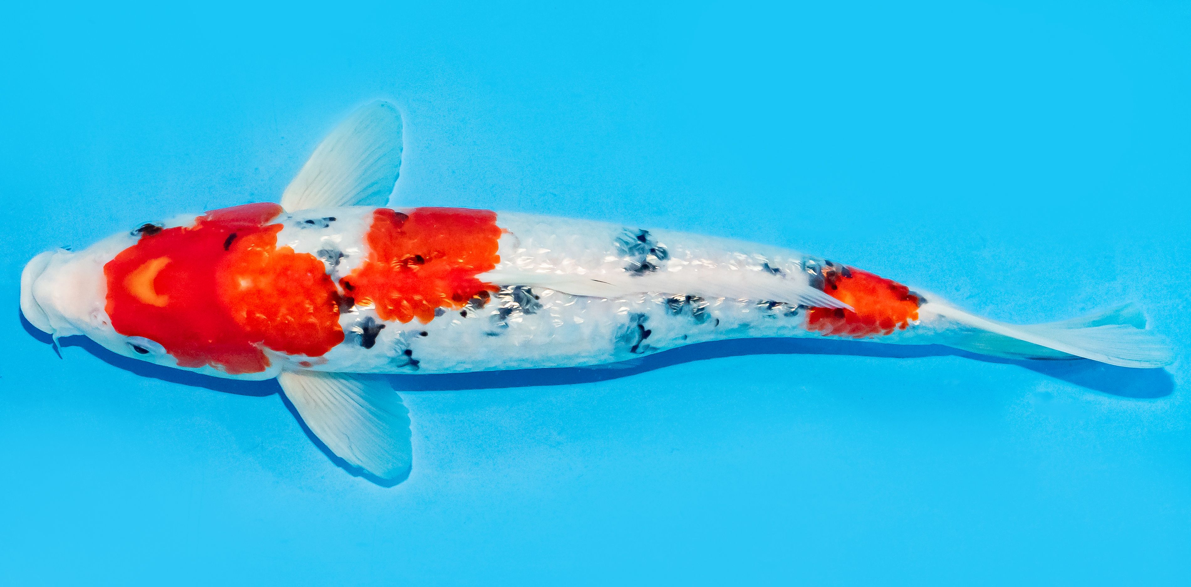 Koi 30-35cm Nr. 7662