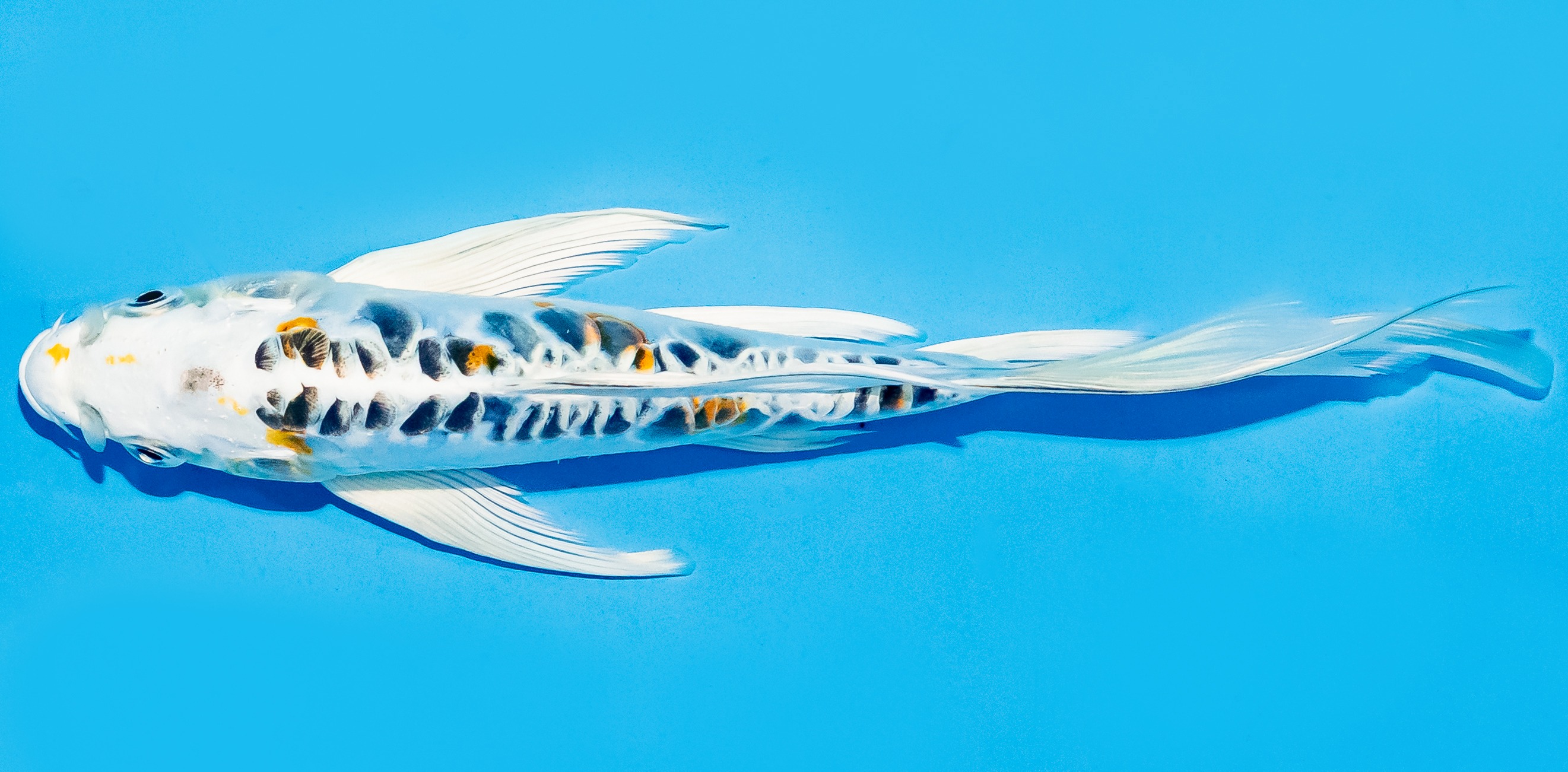 Butterfly Koi 17-20cm Nr. 6970