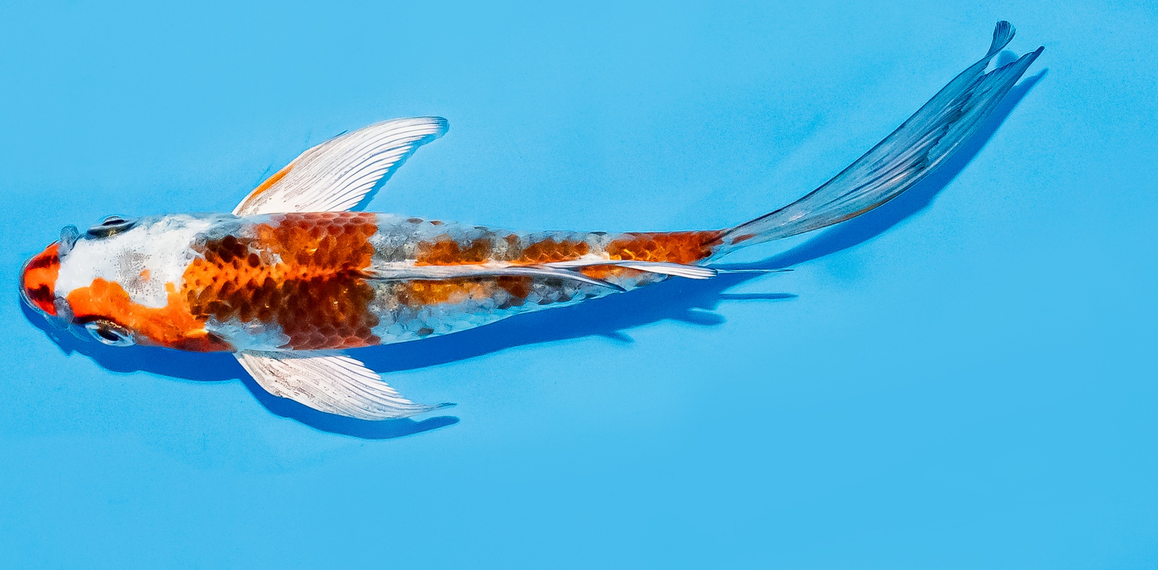 Butterfly Koi 14-17cm Nr. 7428