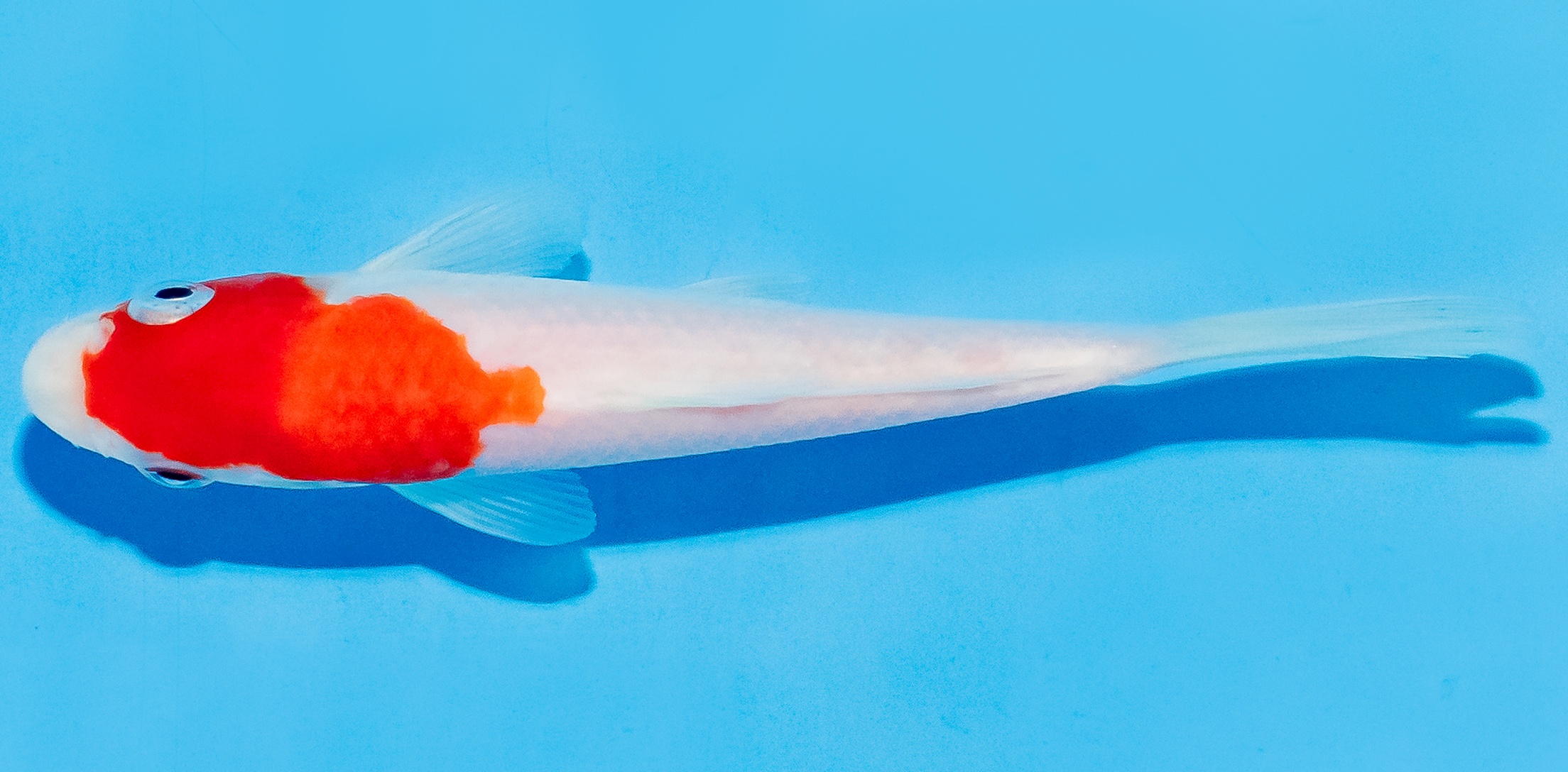 Koi 14-17cm Nr. 7039