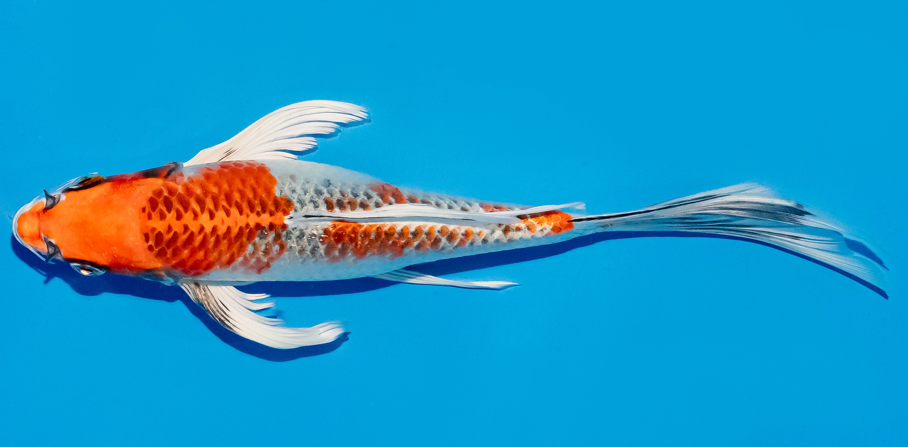 Butterfly Koi 25-30cm Nr. 5604