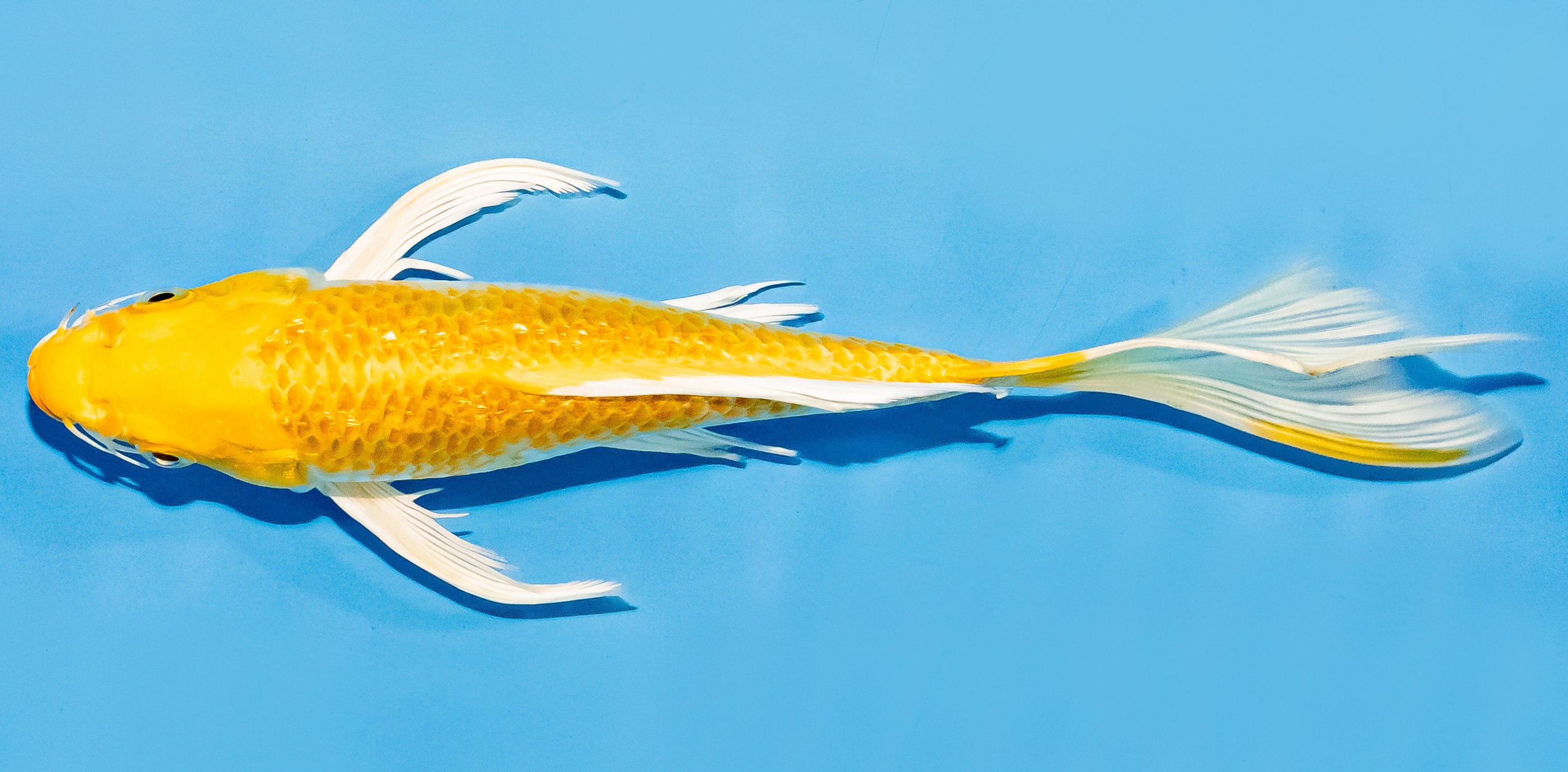 Butterfly Koi 20-25cm Nr. 7319