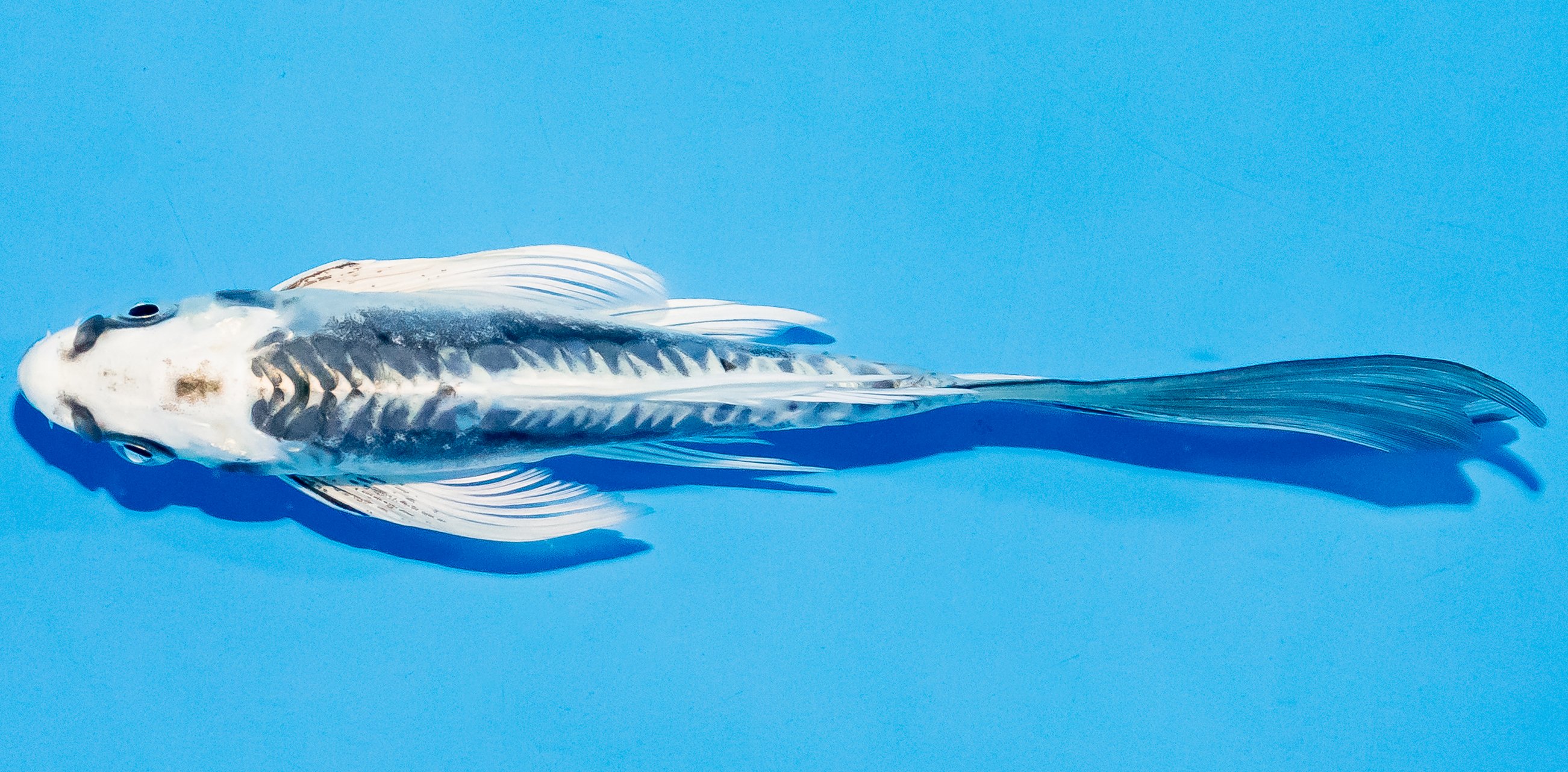 Butterfly Koi 17-20cm Nr. 5964