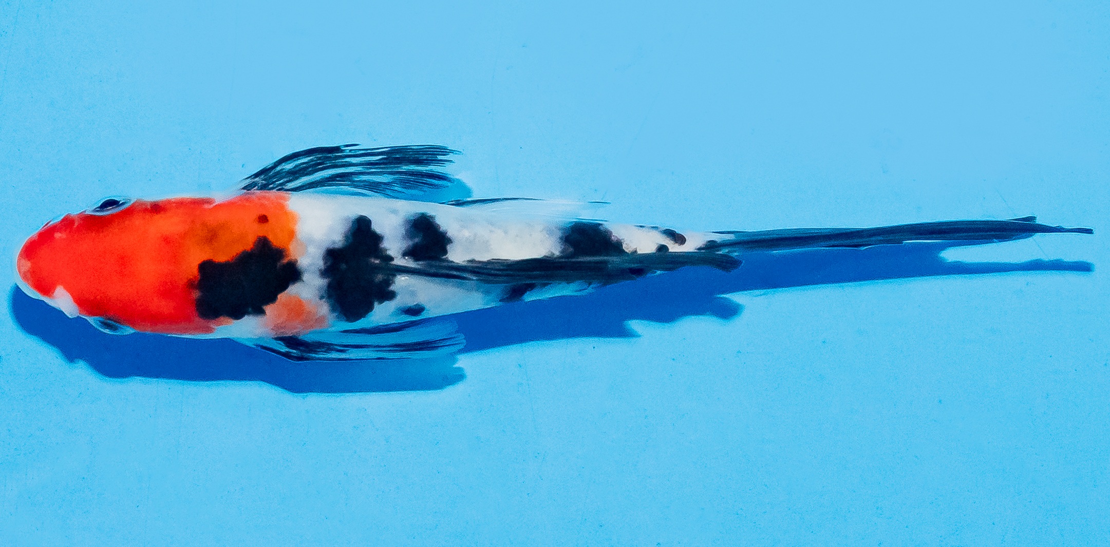 Butterfly Koi 14-17cm Nr. 5708