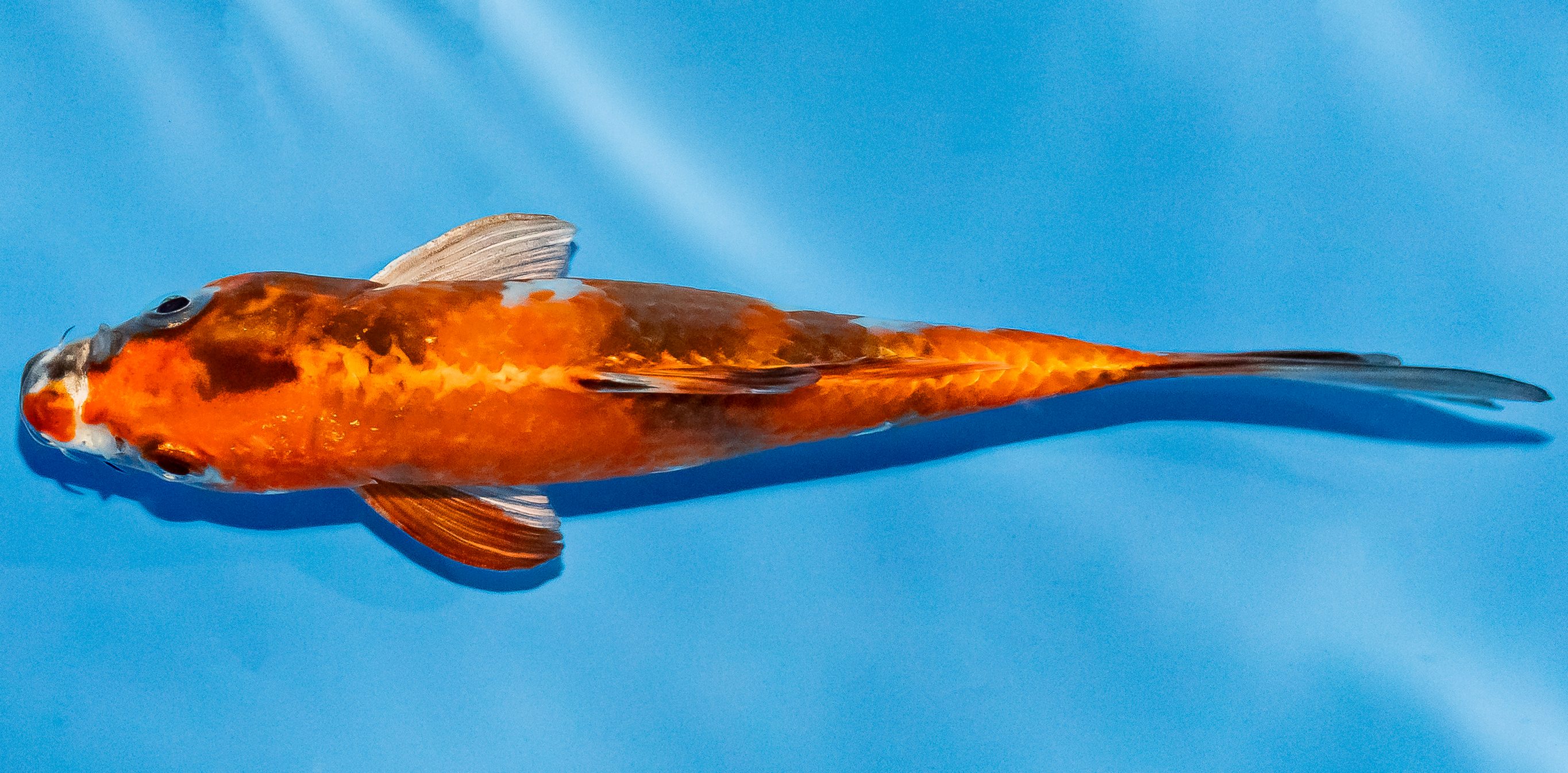 Koi 14-17cm Nr. 3005