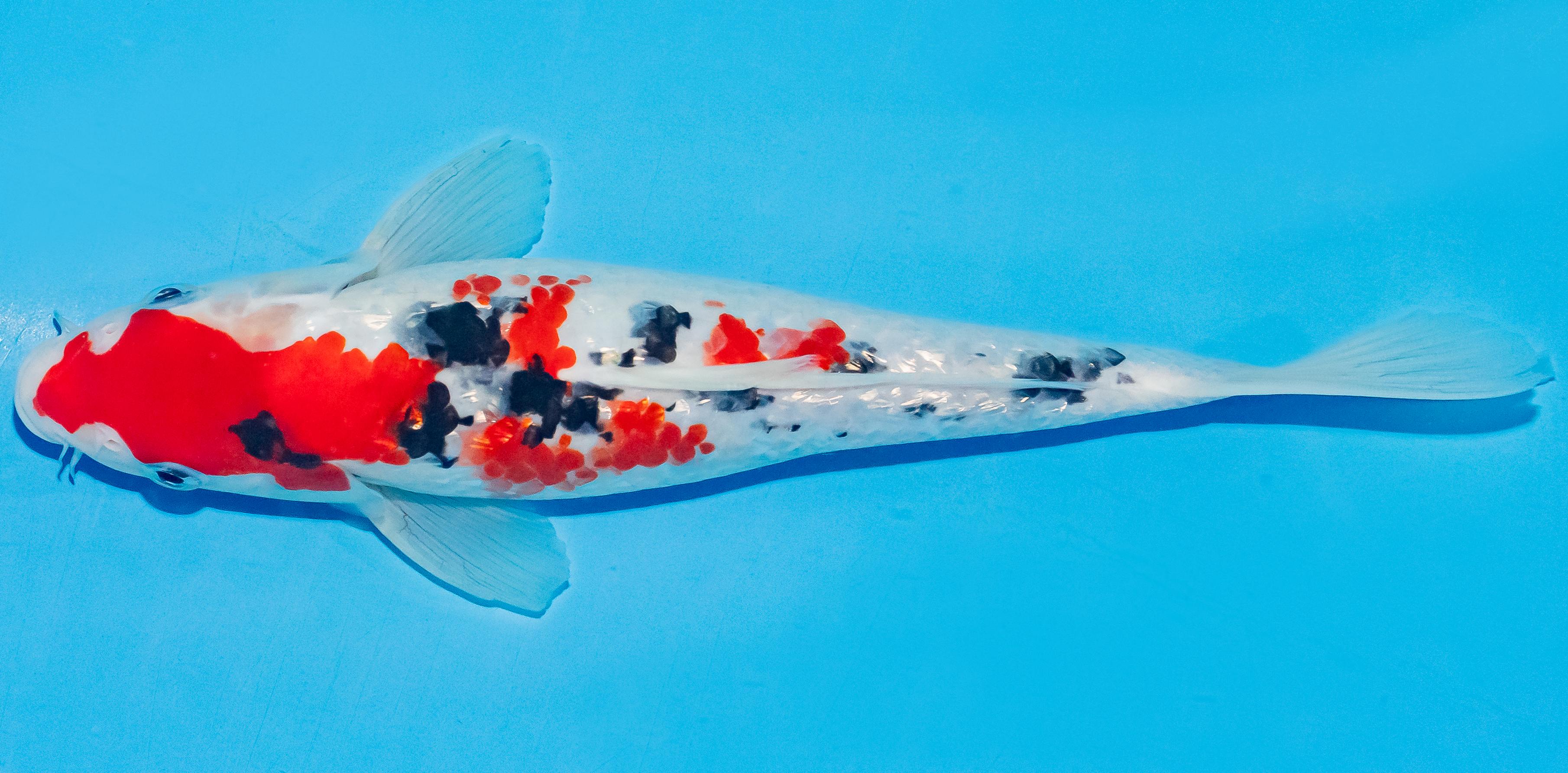 Koi 25-30cm Nr. 4238