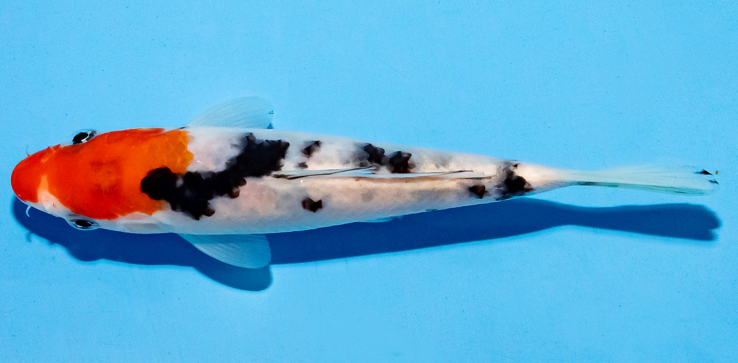 Koi 14-17cm Nr. 4738