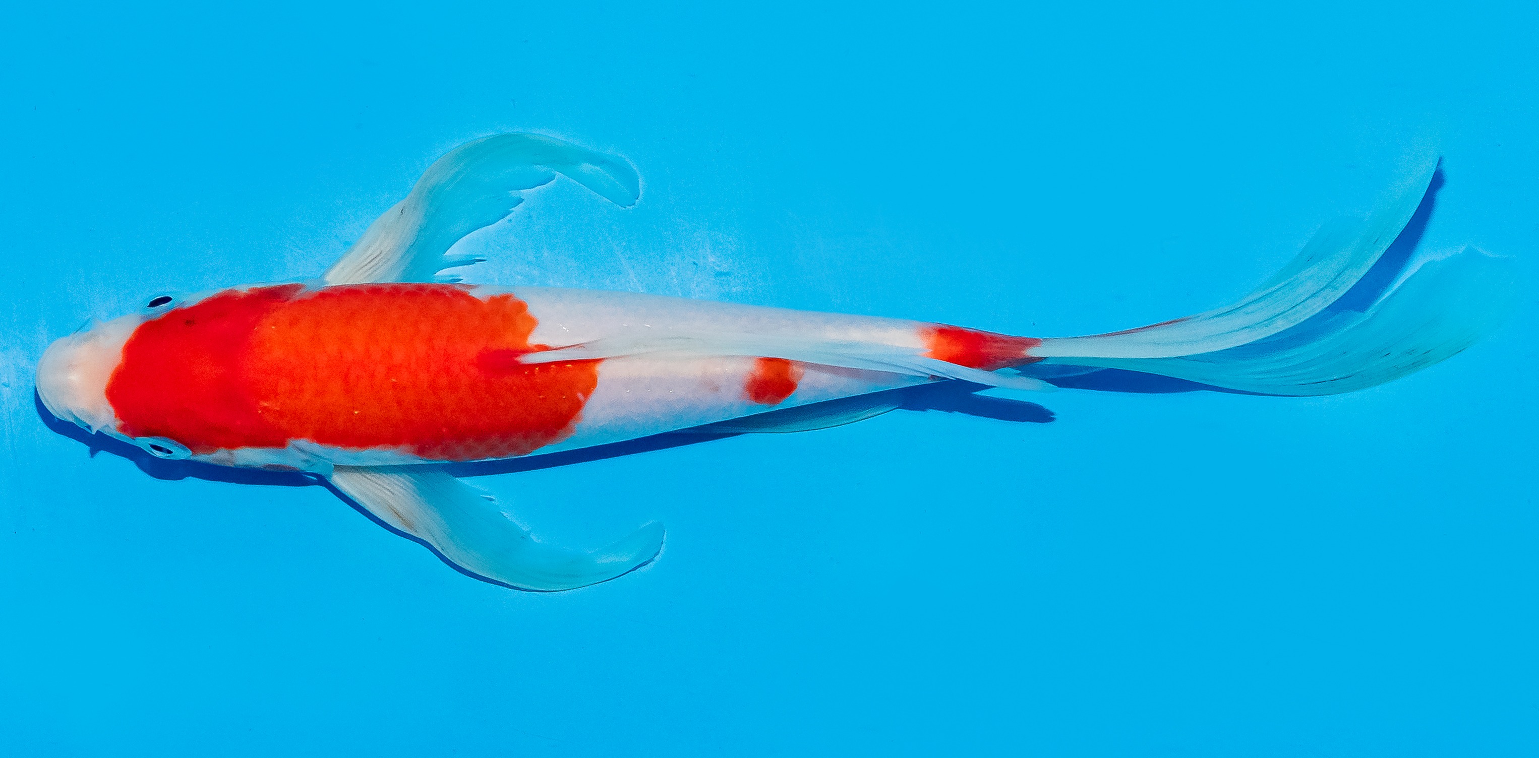 Butterfly Koi 25-30cm Nr. 6414