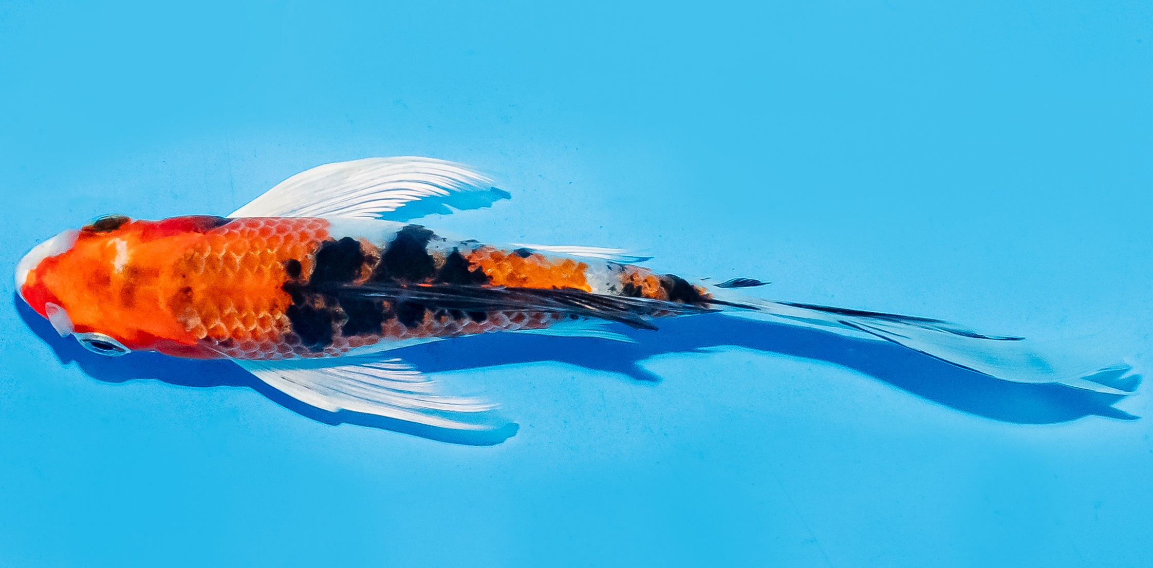 Butterfly Koi 14-17cm Nr. 5798