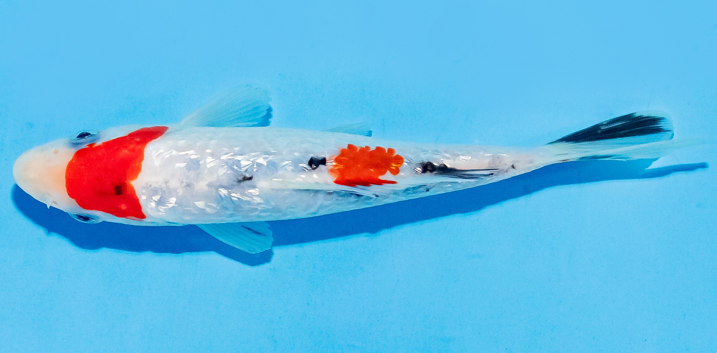 Koi 14-17cm Nr. 7044