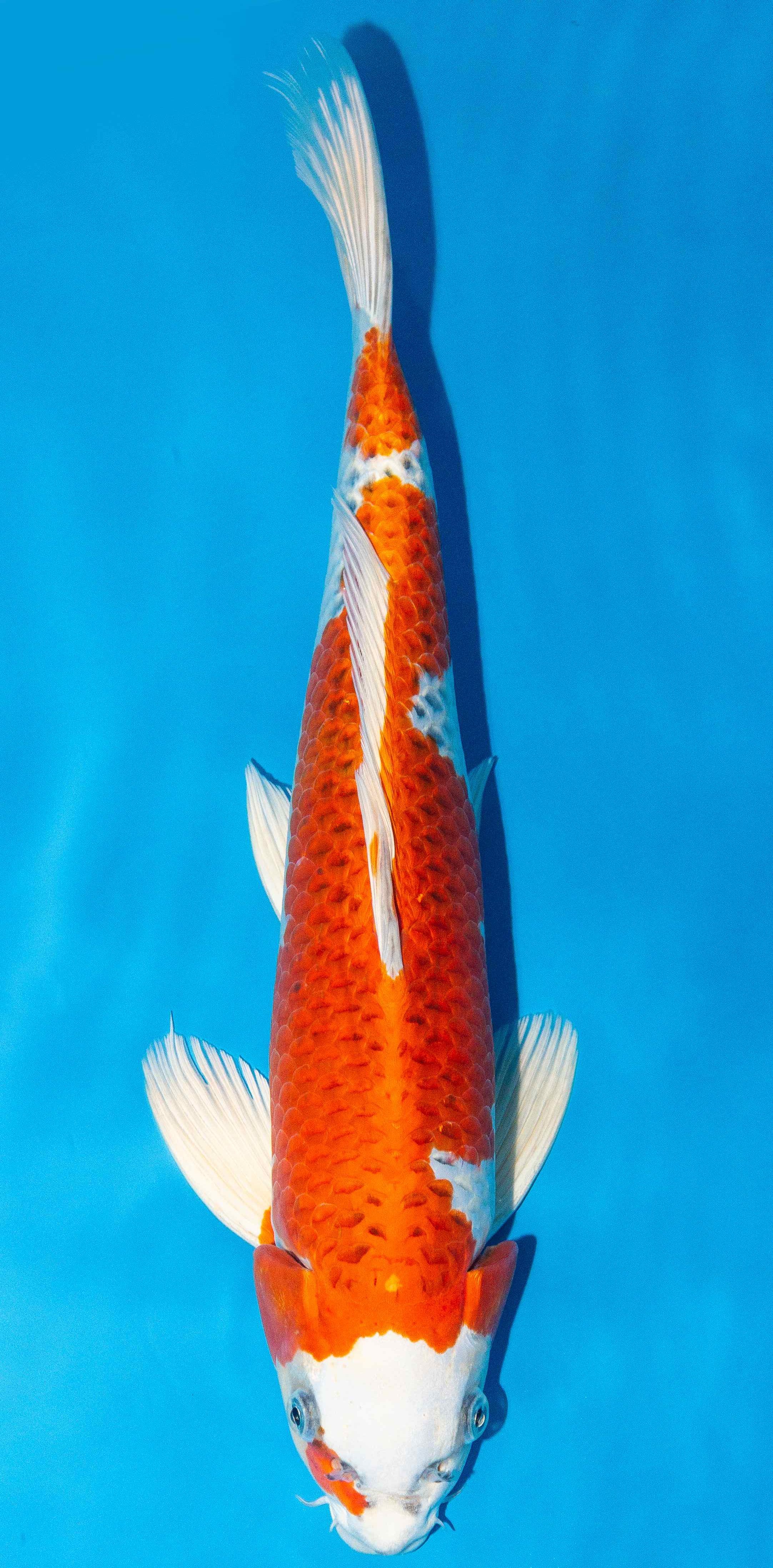 Koi 40-45cm Nr. 3408