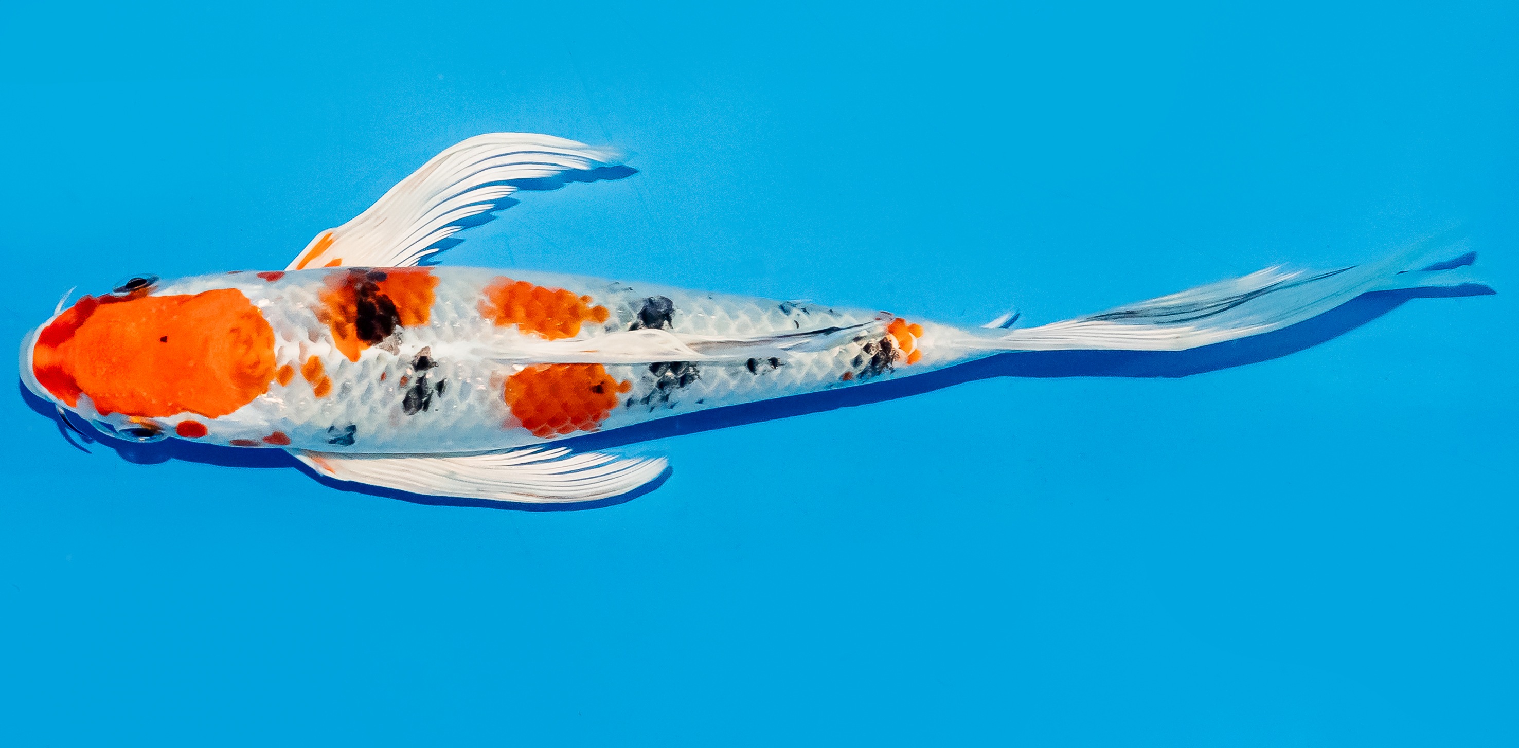 Butterfly Koi 25-30cm Nr. 5642