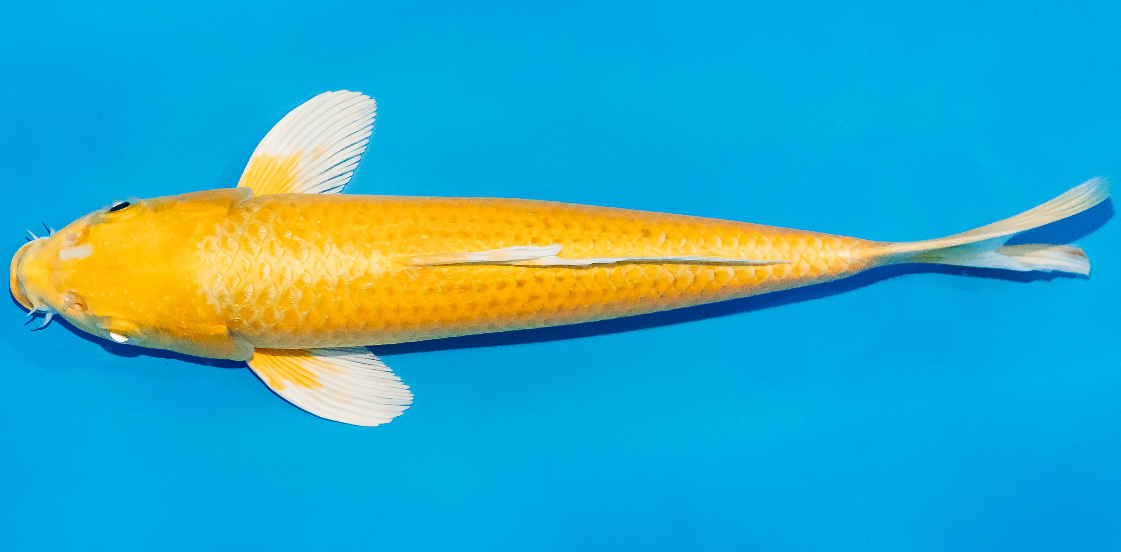 Koi 25-30cm Nr. 4251