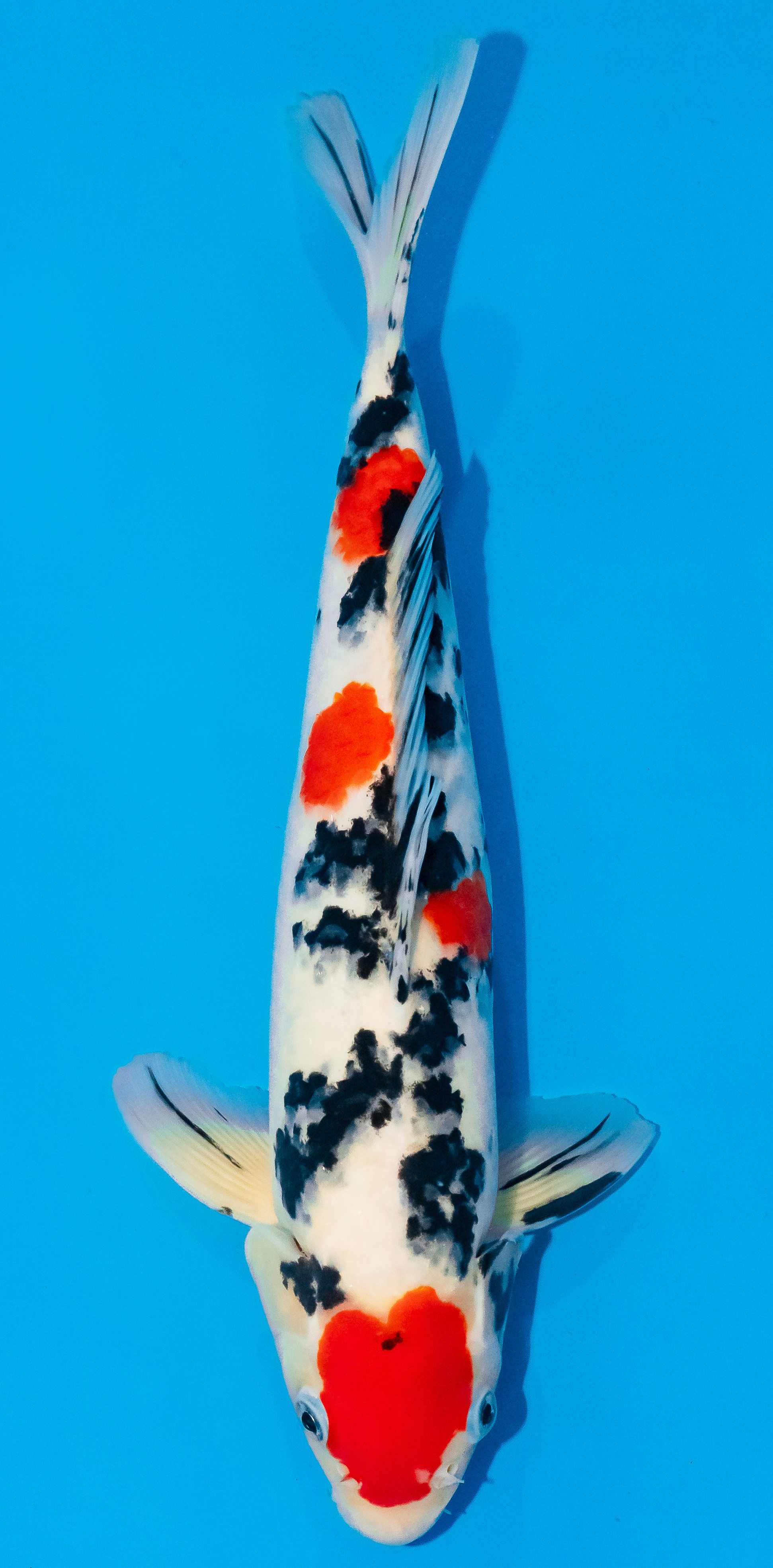 Koi 35-40cm Nr. 1124